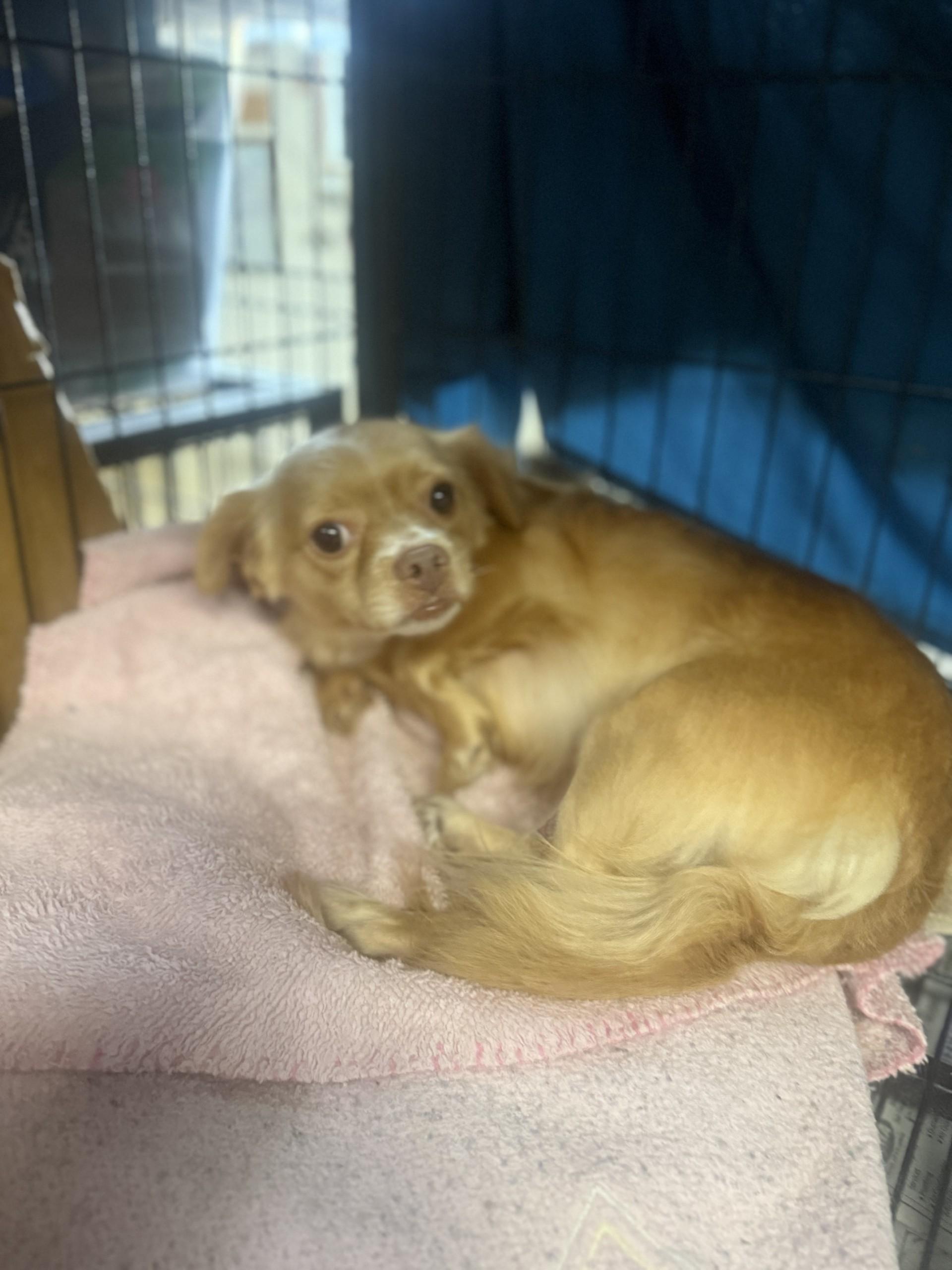 Bubbles, a Adoptable mixed breed image 4/5