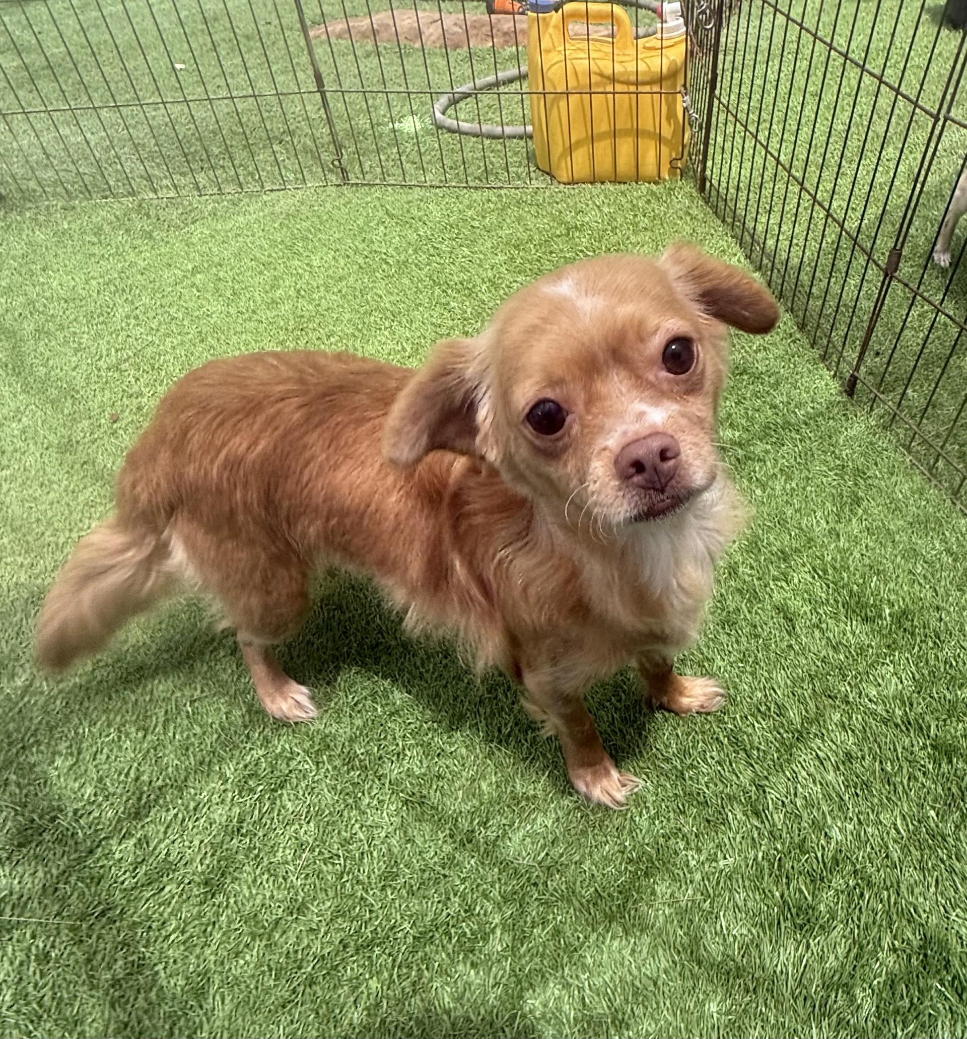 Bubbles, Adoptable, Adult Female Pomeranian & Chihuahua.