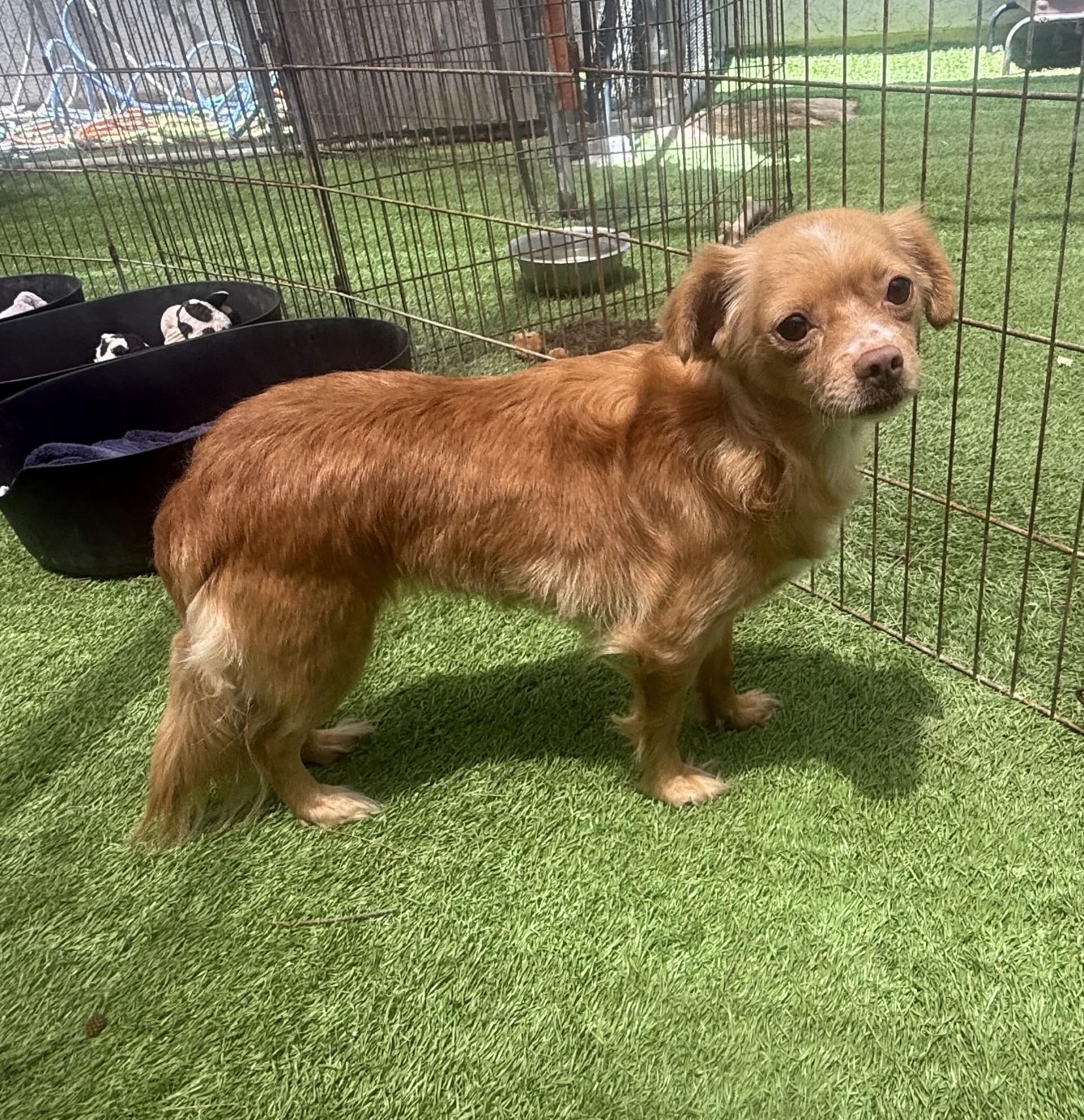 Bubbles, a Adoptable mixed breed image 5/5