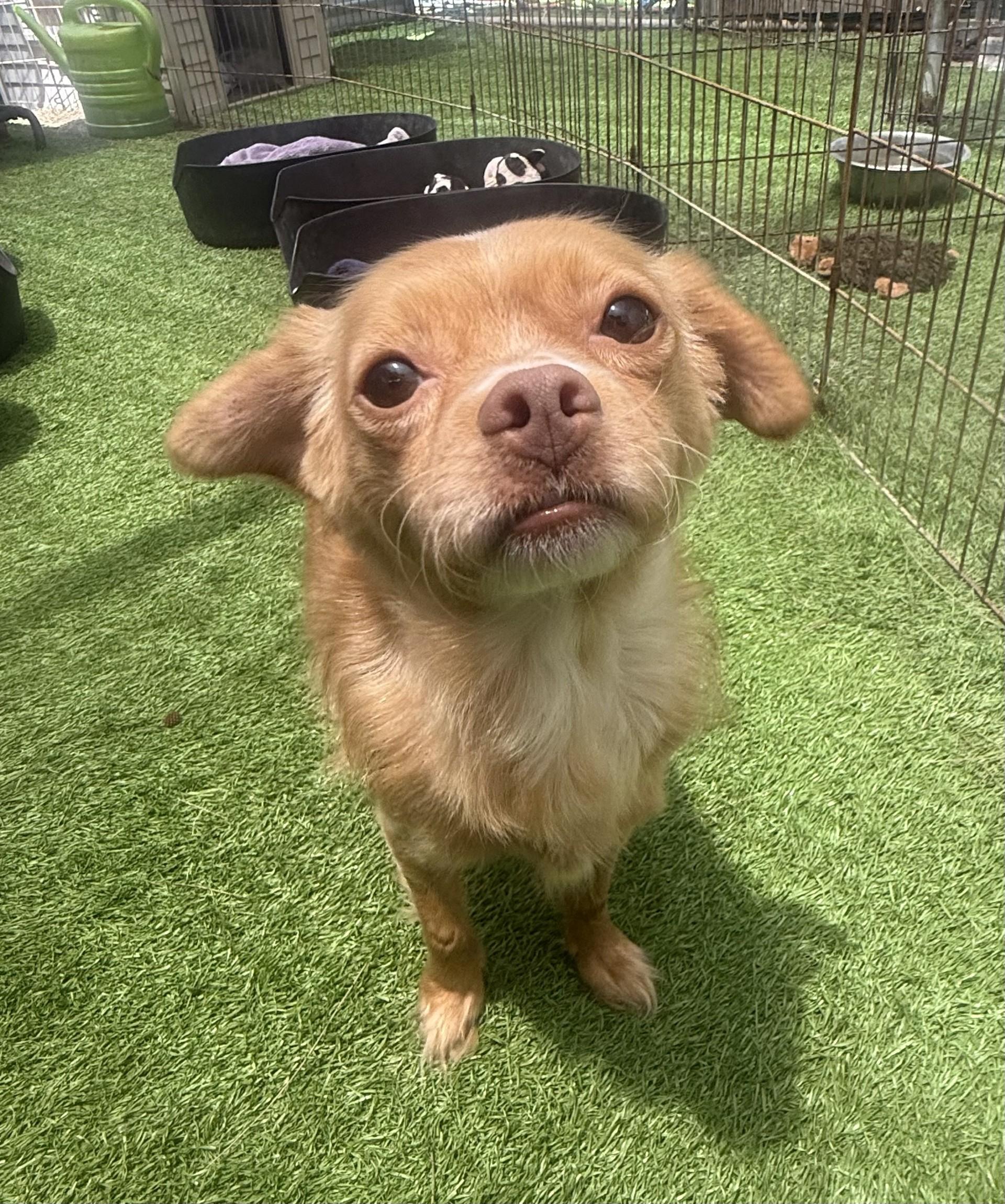 Bubbles, a Adoptable mixed breed image 2/5