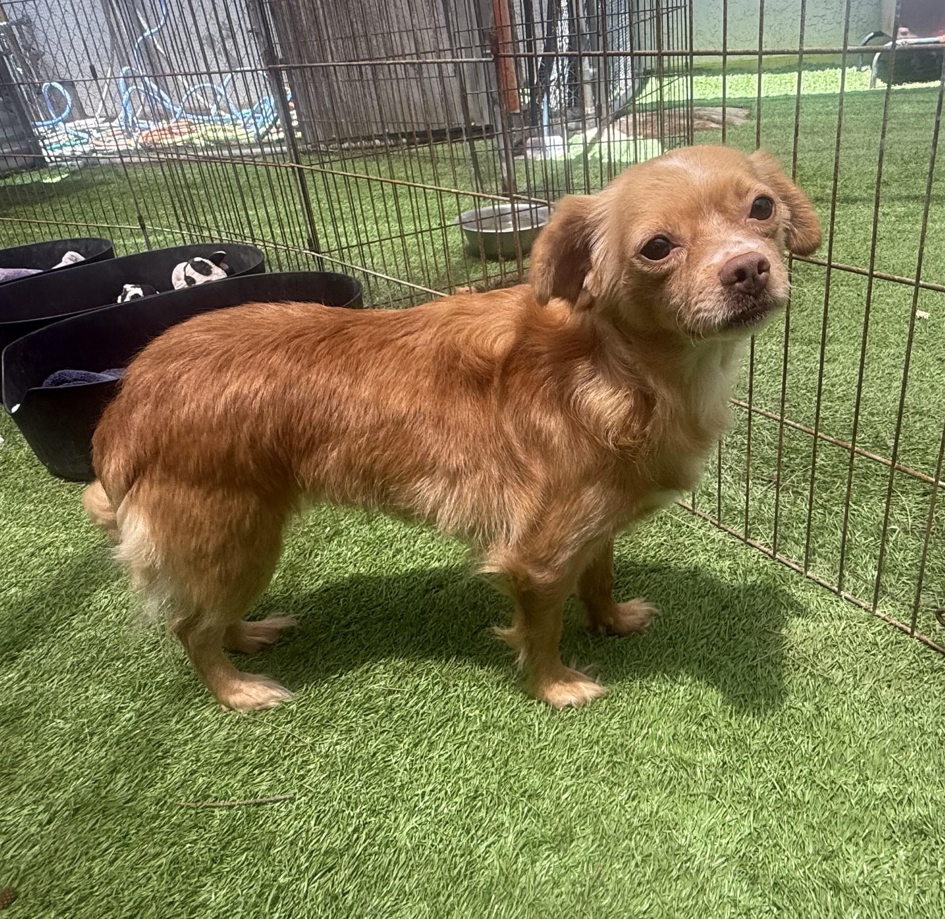 Bubbles, a Adoptable mixed breed image 3/5