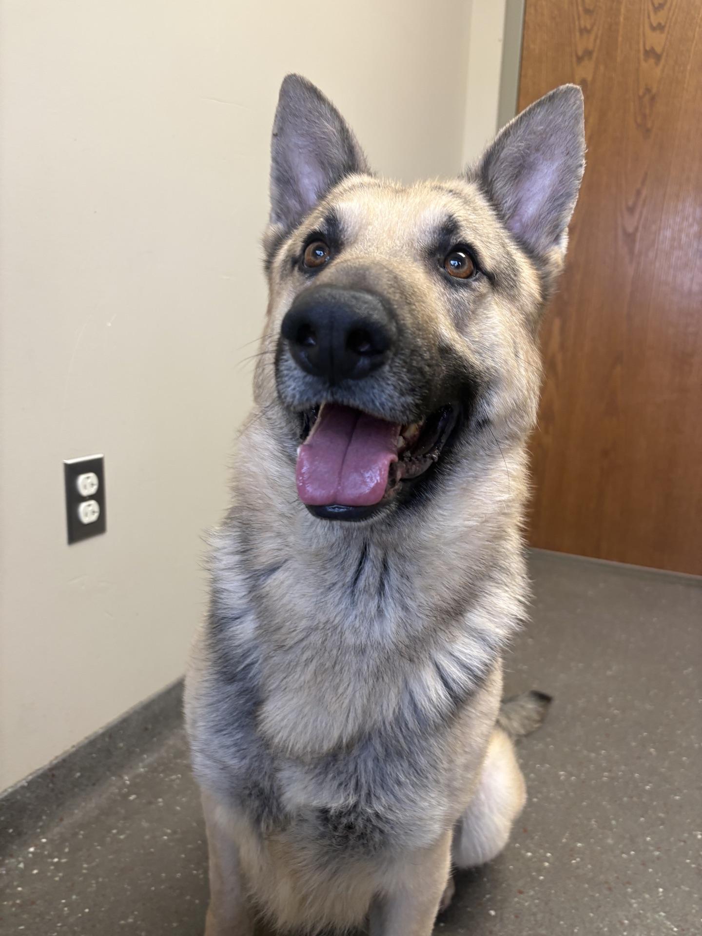 Elliot - Adoptable Pet | Petfinder | Petfinder