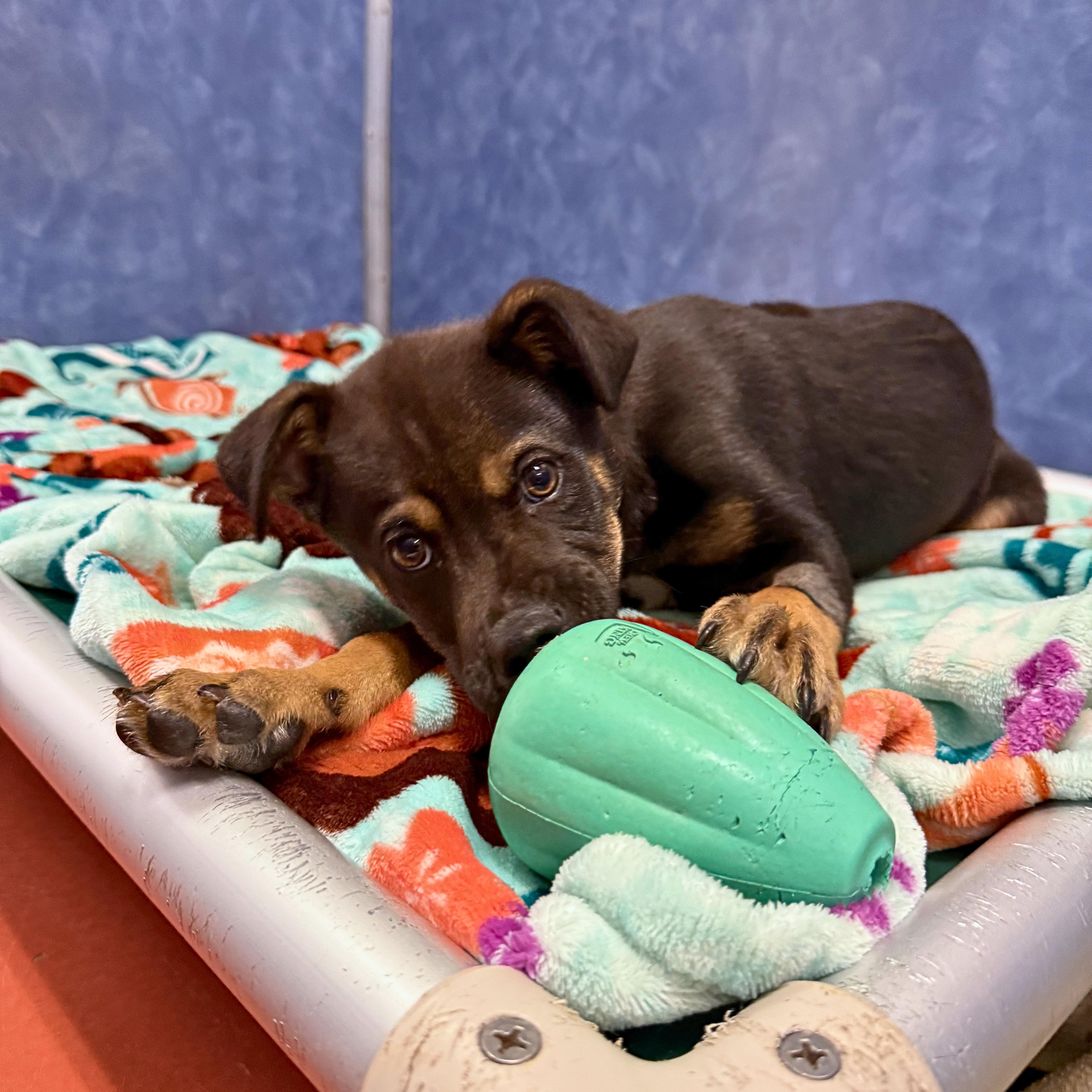 Enlarge Silas, a Adoptable mixed breed in Ridgway, CO image 4/6