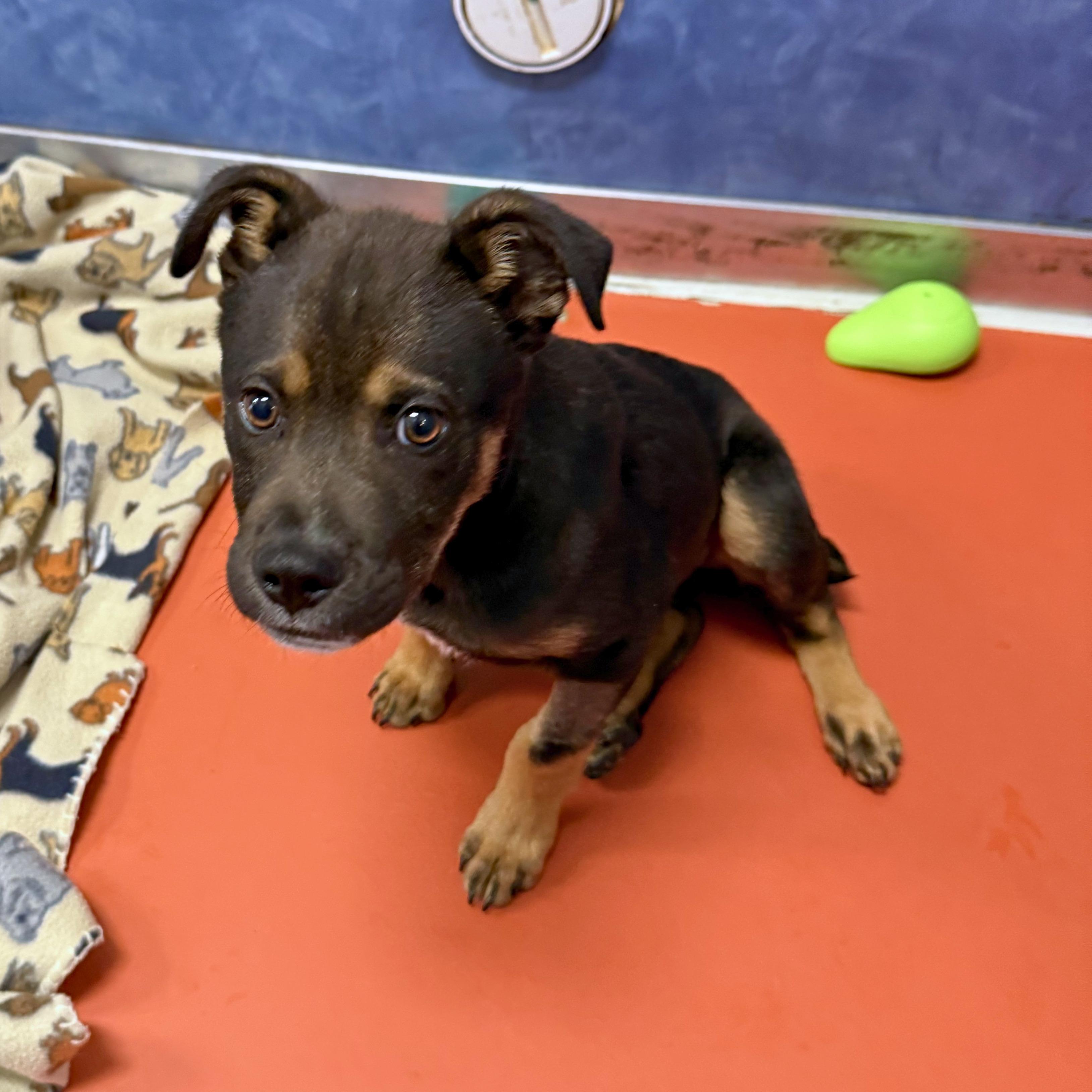 Enlarge Silas, a Adoptable mixed breed in Ridgway, CO image 6/6