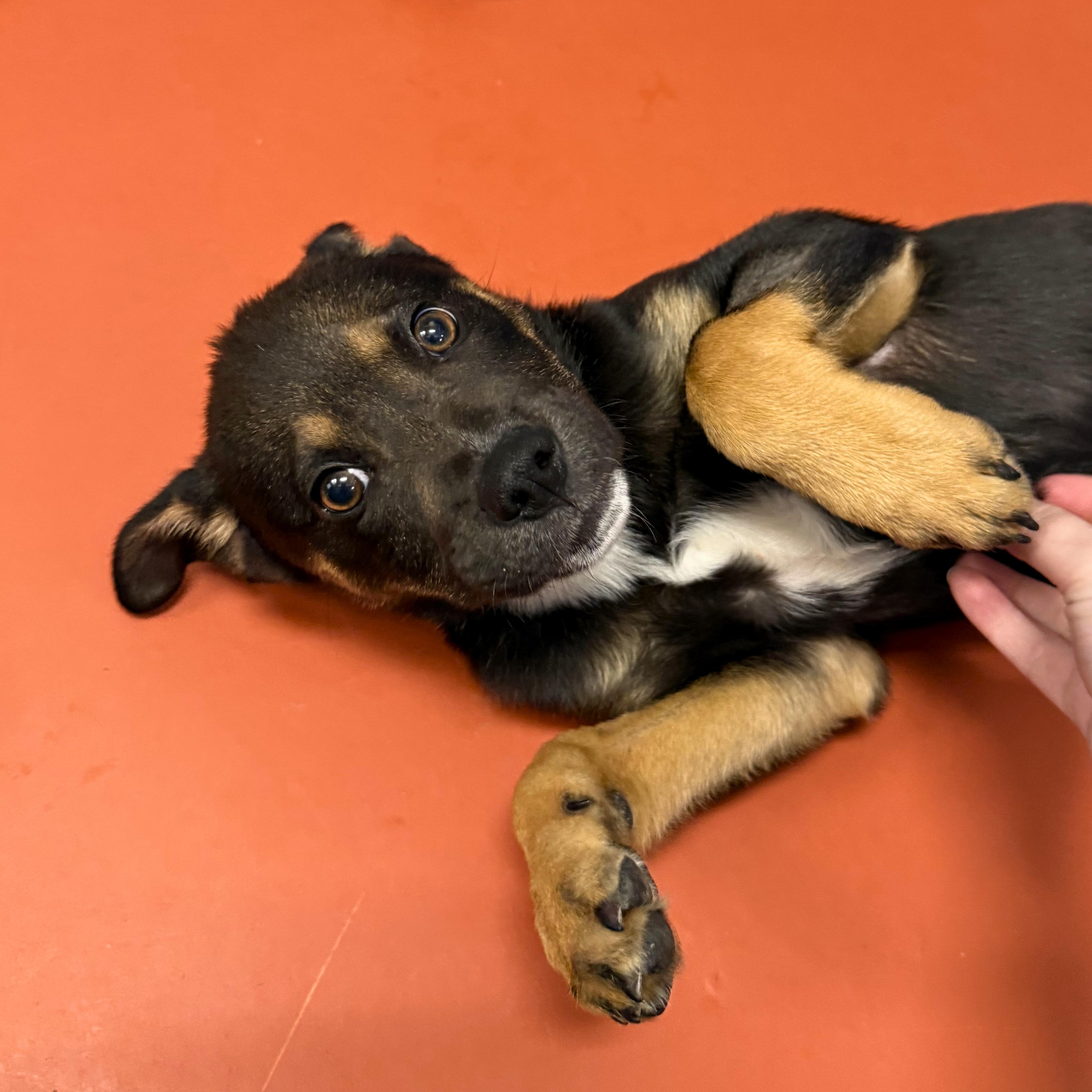 Enlarge Silas, a Adoptable mixed breed in Ridgway, CO image 2/6