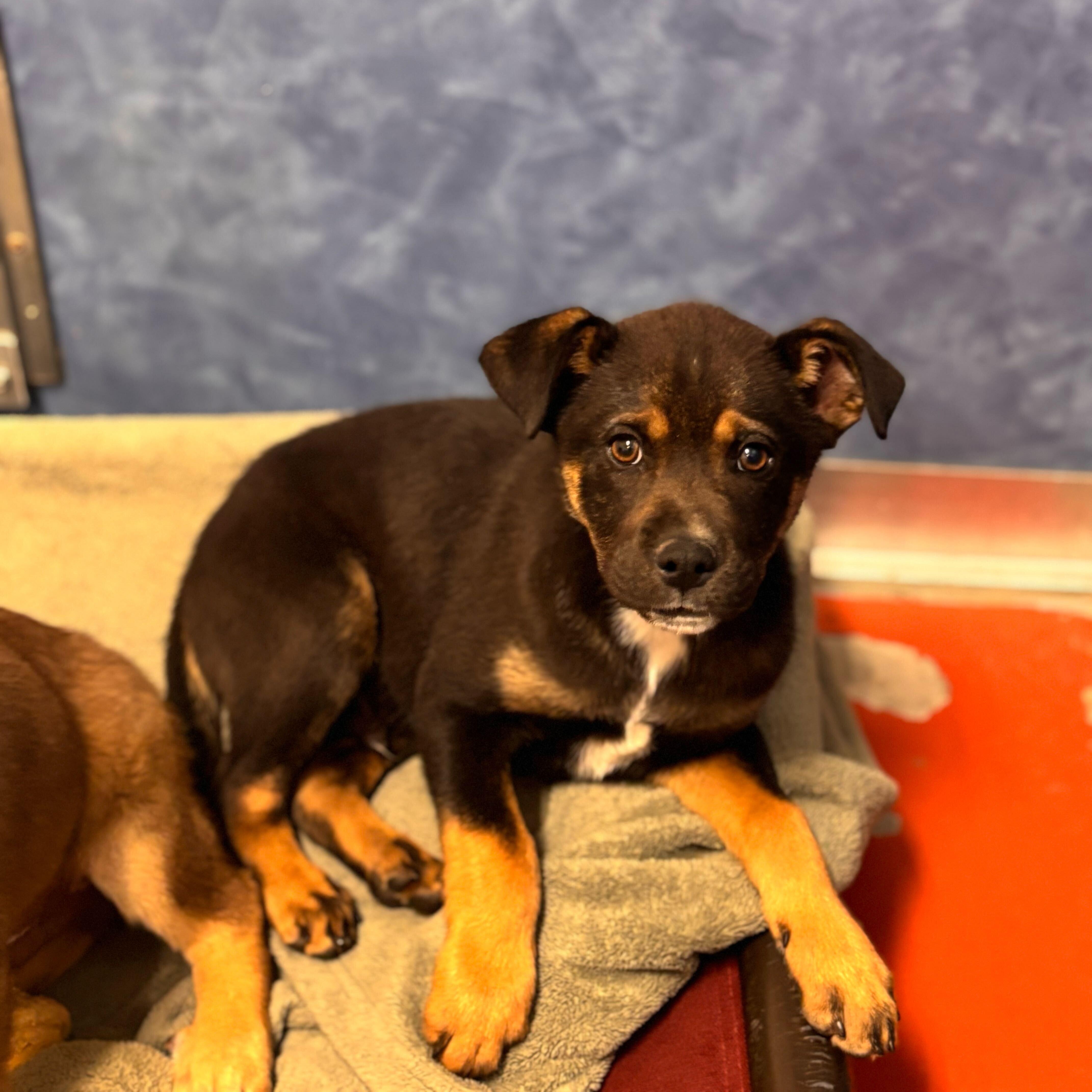 Enlarge Silas, a Adoptable mixed breed in Ridgway, CO image 3/6