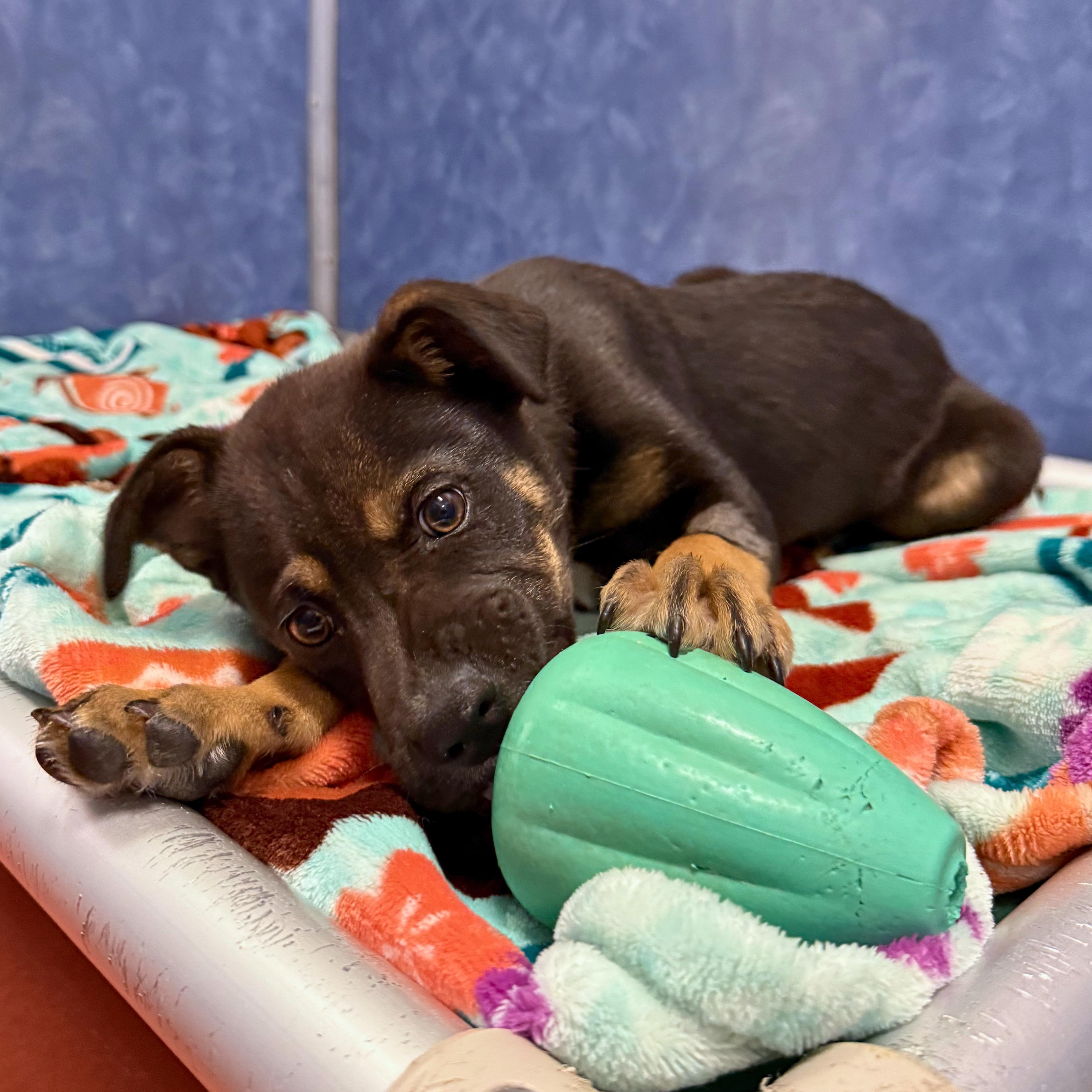 Silas, Adoptable, Puppy Male Shepherd.
