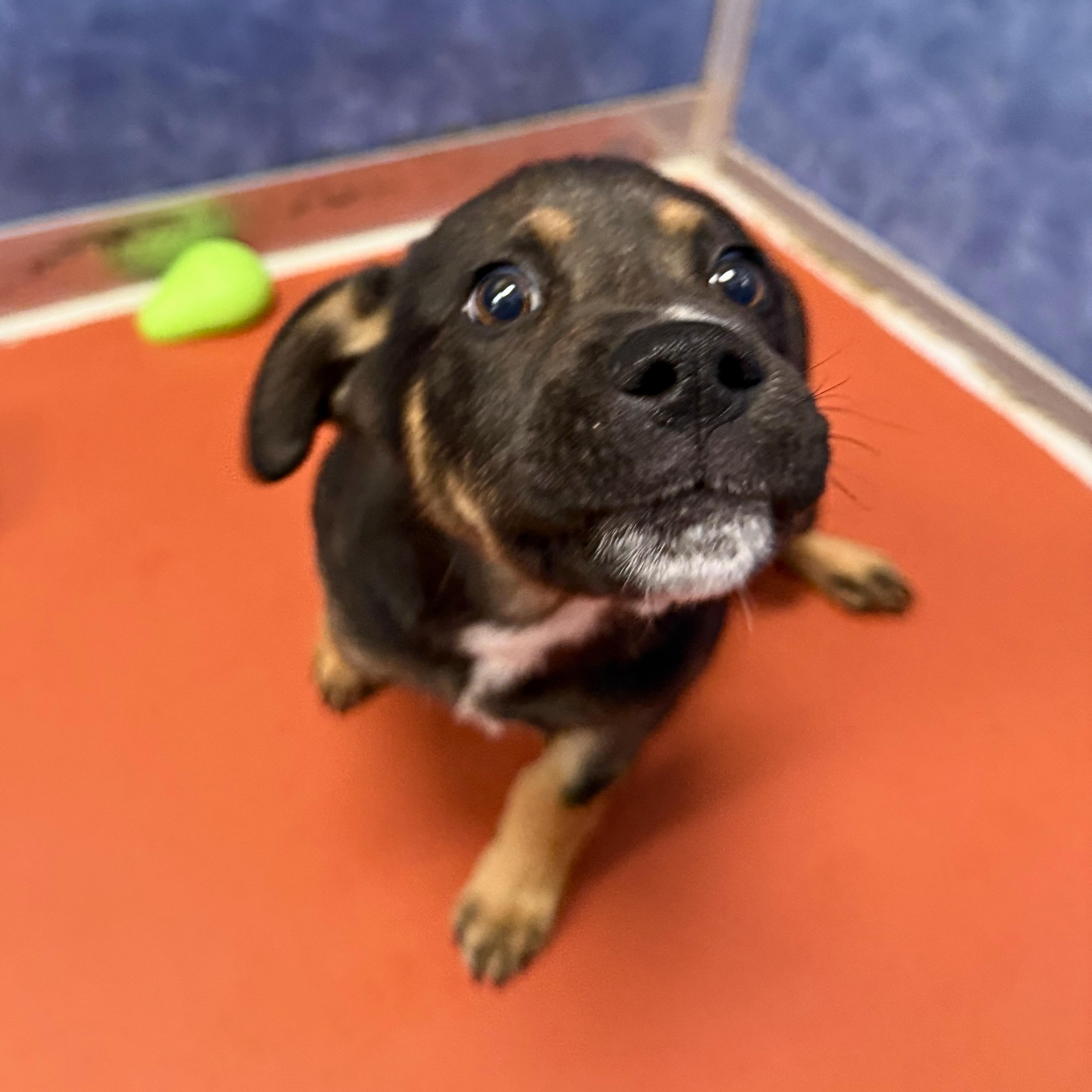 Enlarge Silas, a Adoptable mixed breed in Ridgway, CO image 5/6