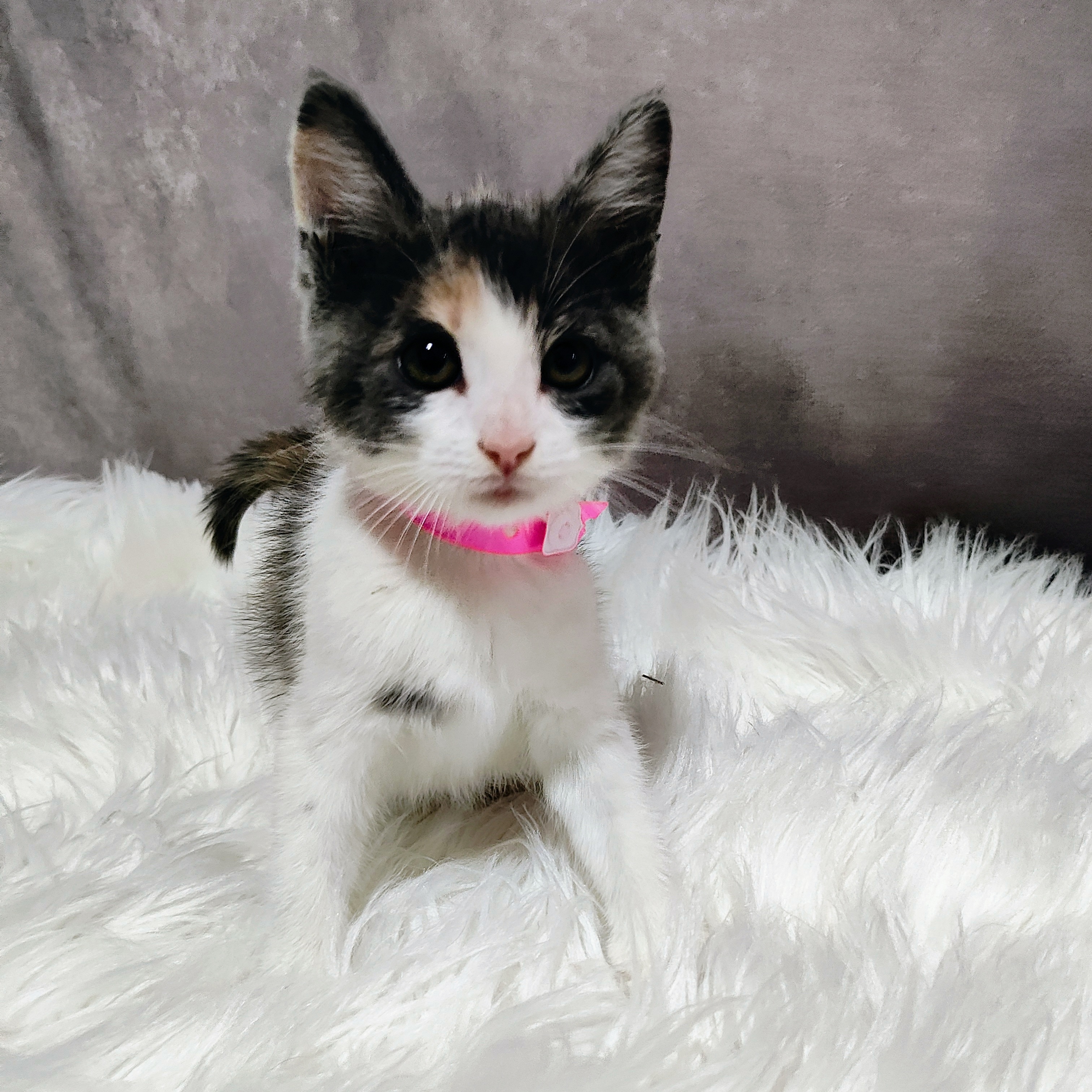 Cindy, an adopted American Shorthair in Anderson, TX_image-1