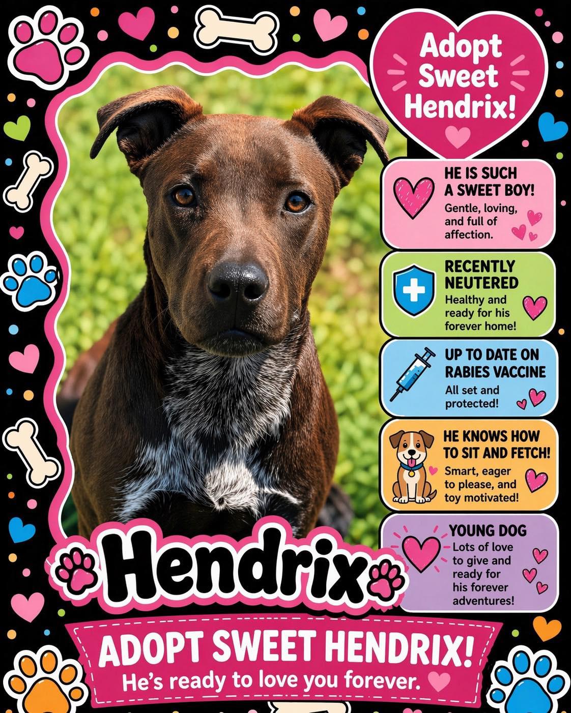 Hendrix, ADOPTABLE, Young Male Terrier.