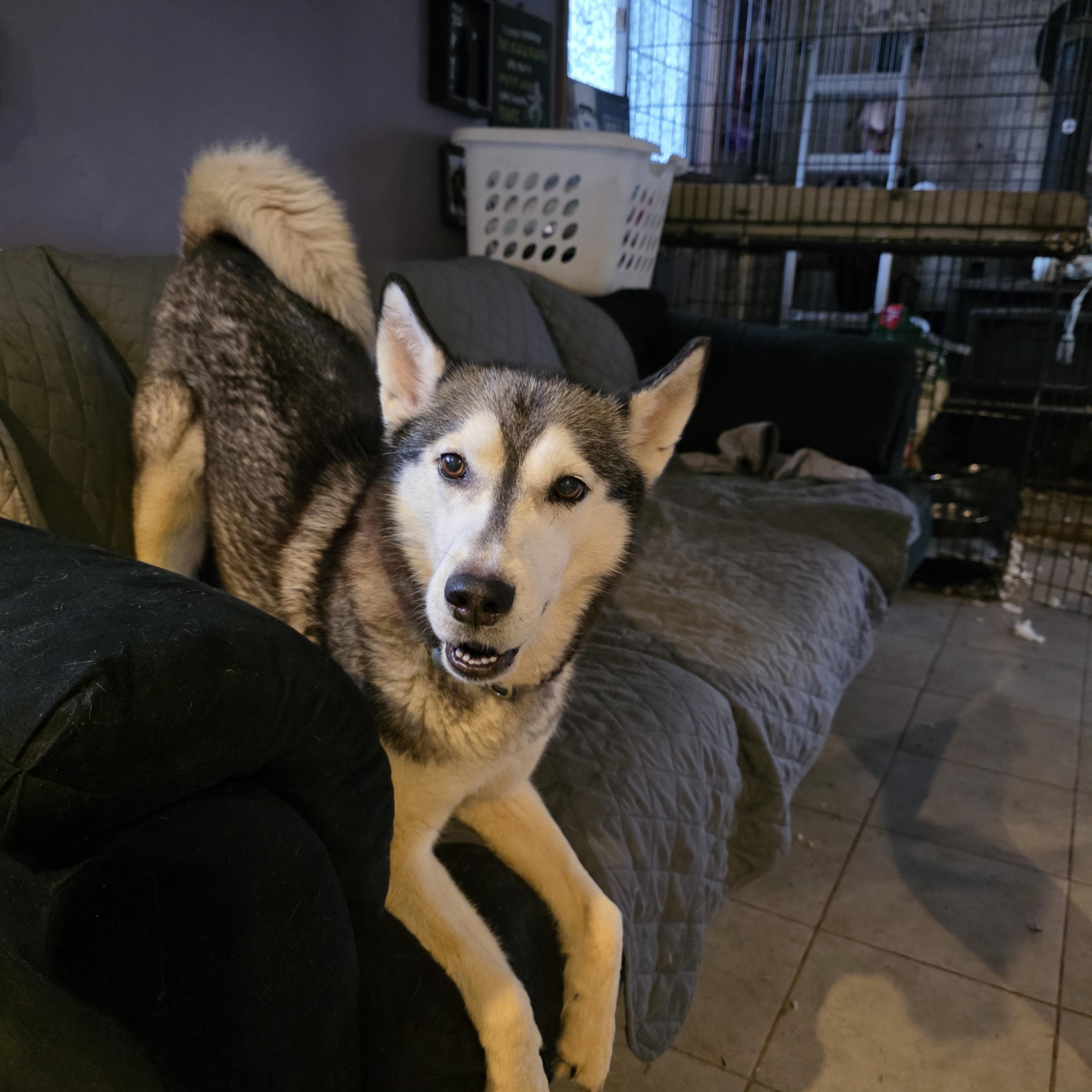 Athena, ADOPTABLE, Adult Female Siberian Husky.