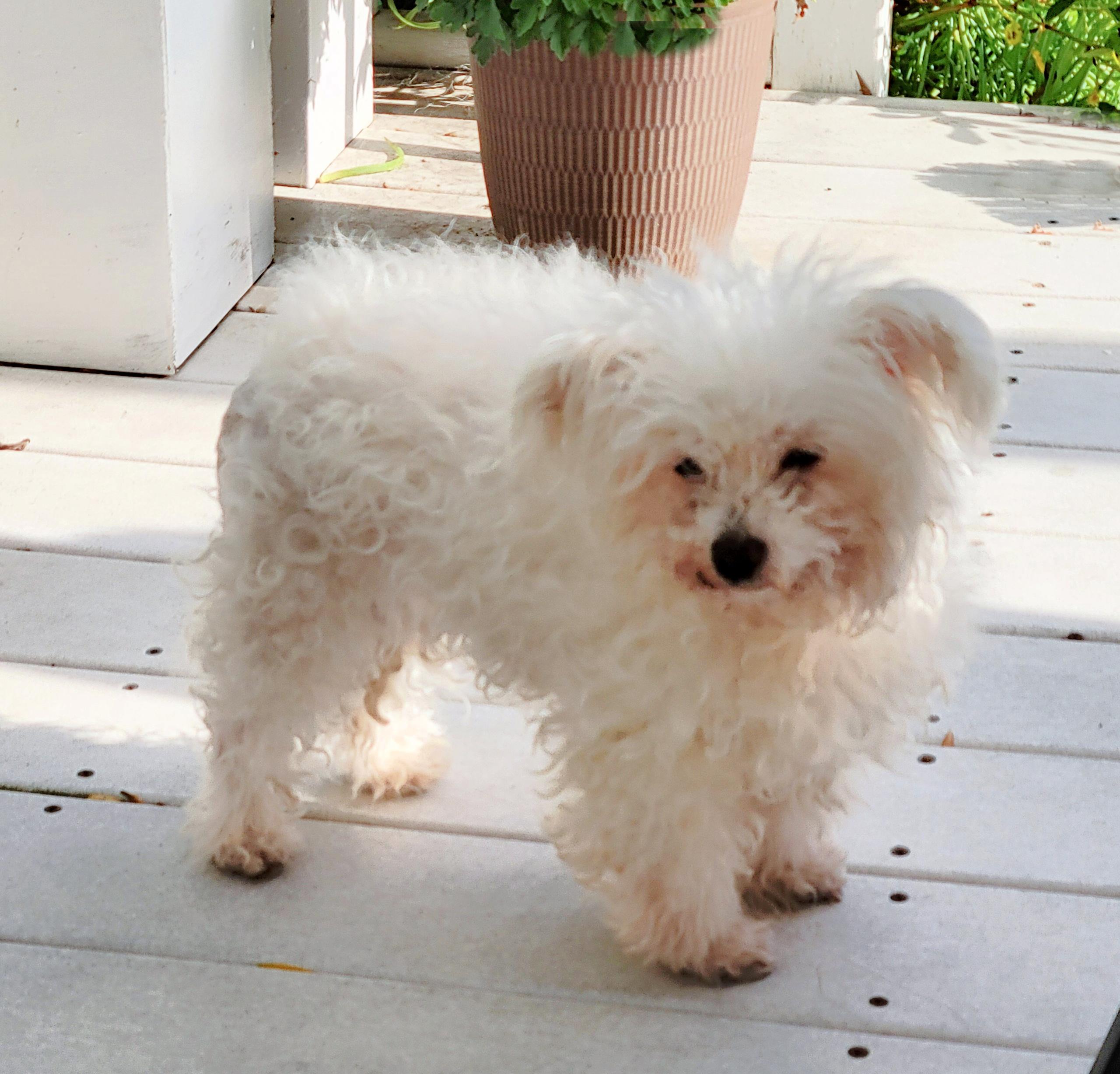 Misha is a sweet senior , a ADOPTABLE Maltese in Redondo Beach, CA image 4/6