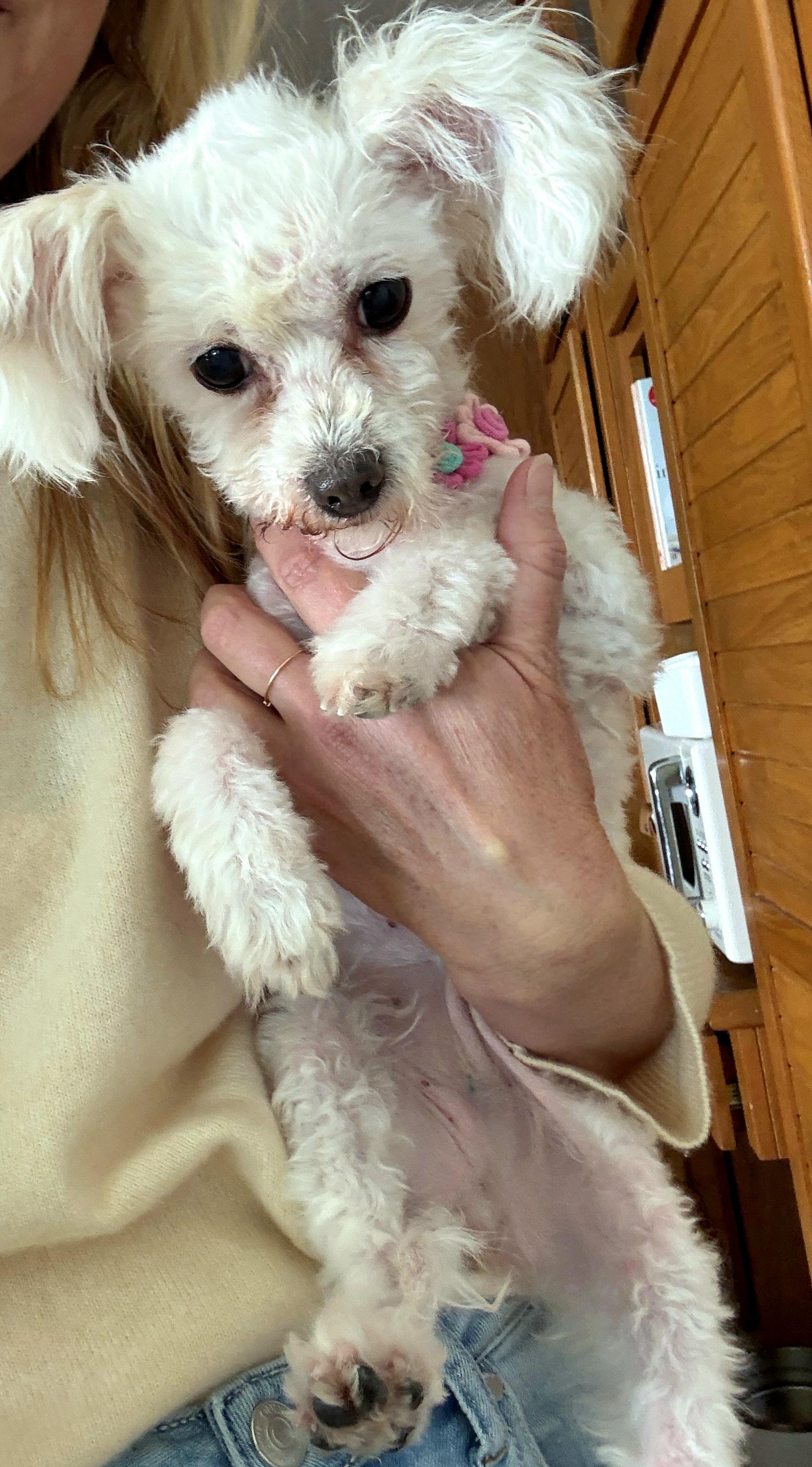 Misha is a sweet senior , a ADOPTABLE Maltese in Redondo Beach, CA image 2/6