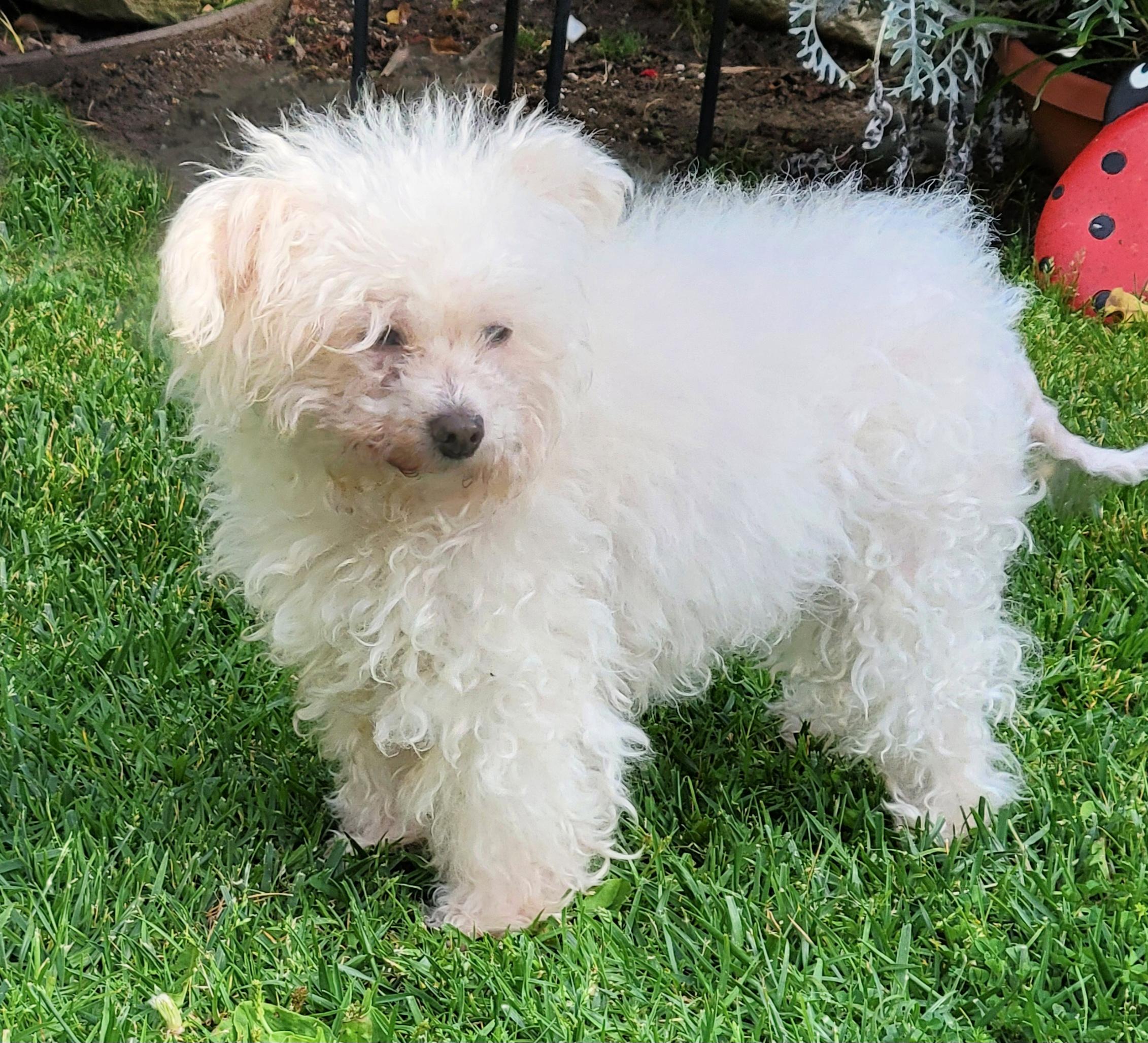 Misha is a sweet senior , a ADOPTABLE Maltese in Redondo Beach, CA image 5/6