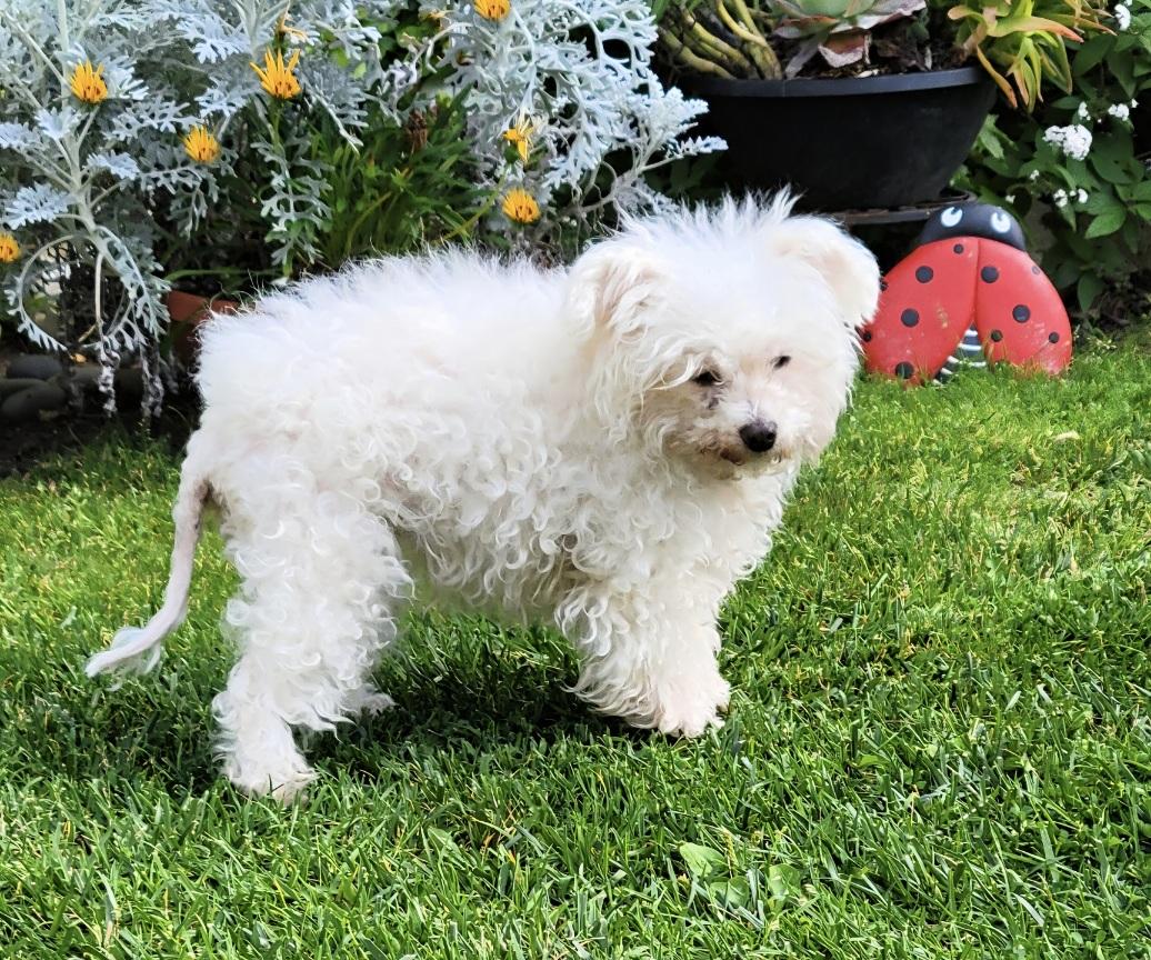 Misha is a sweet senior , a ADOPTABLE Maltese in Redondo Beach, CA image 1/6