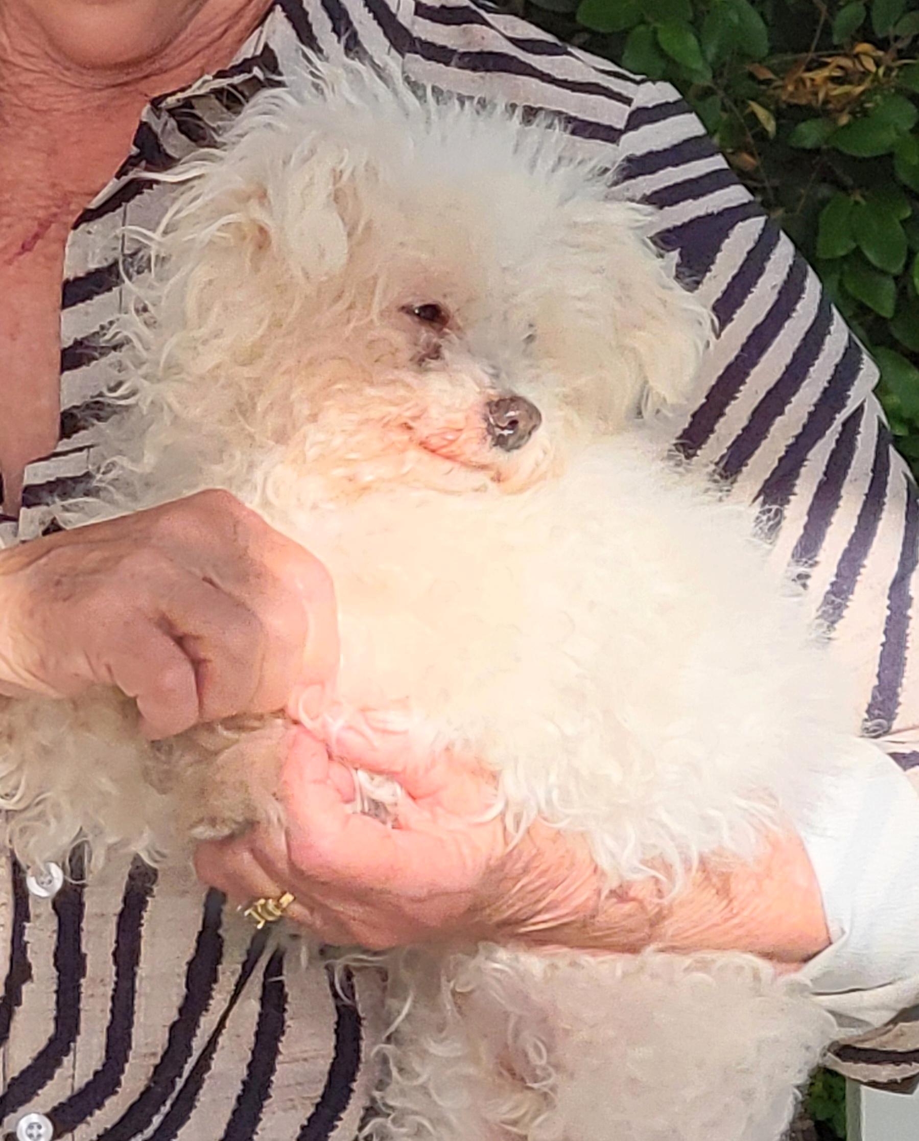Misha is a sweet senior , a ADOPTABLE Maltese in Redondo Beach, CA image 6/6
