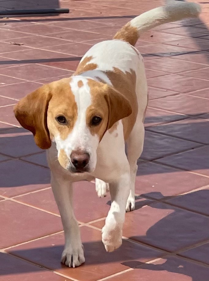 Alfie, Adopted, Puppy Male Beagle.