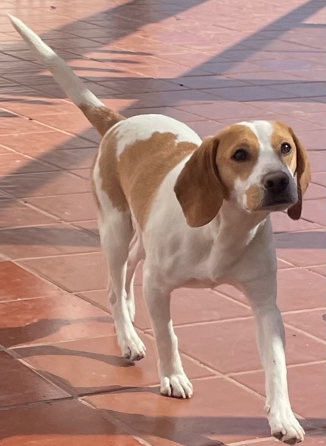 Enlarge Alfie, a Adopted Beagle in San Ysidro, CA image 2/10