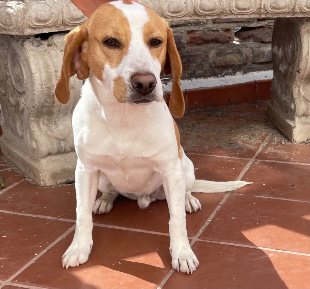 Enlarge Alfie, a Adopted Beagle in San Ysidro, CA image 4/10