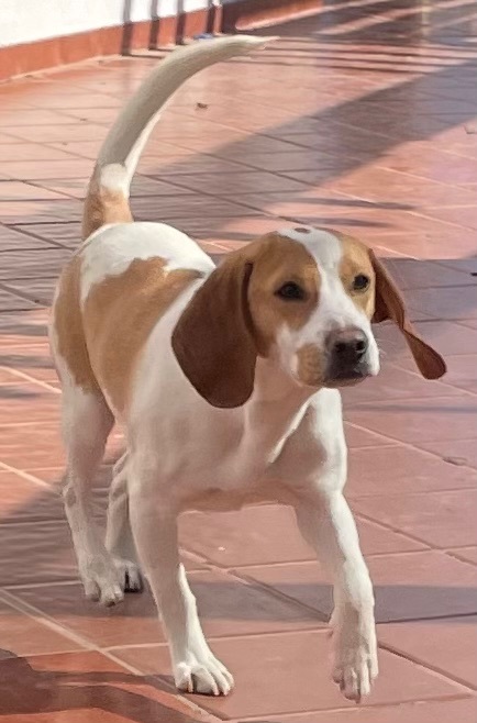 Enlarge Alfie, a Adopted Beagle in San Ysidro, CA image 5/10