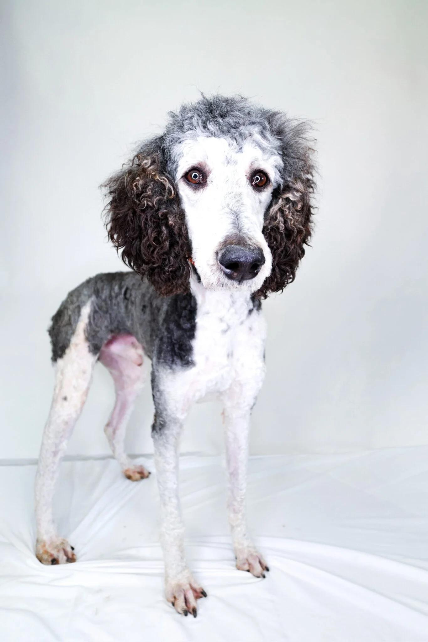 Paul, adopted, Adult Male Standard Poodle.