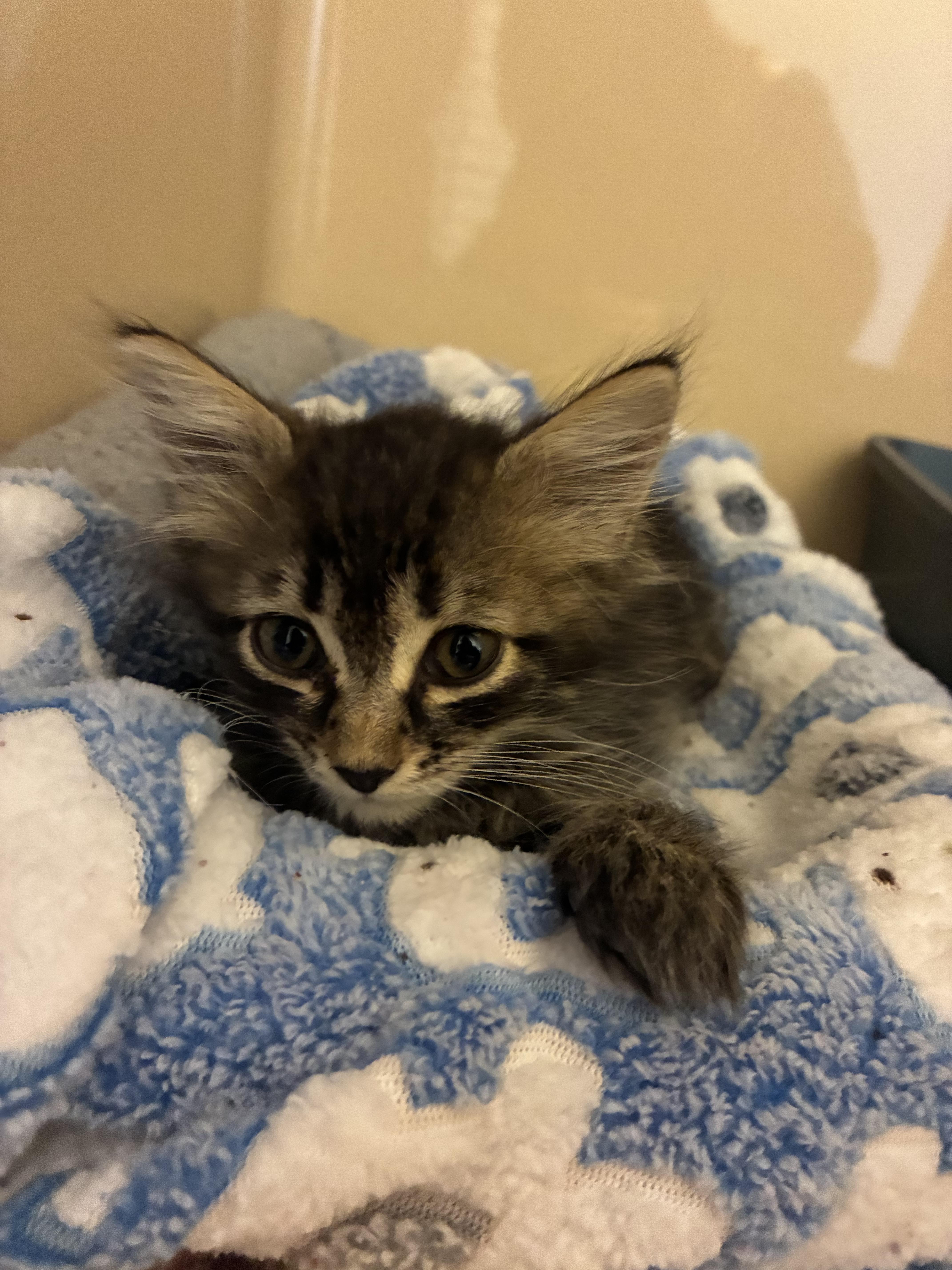 Stray Kitten, a ADOPTABLE Domestic Long Hair in Hays, KS image 2/2