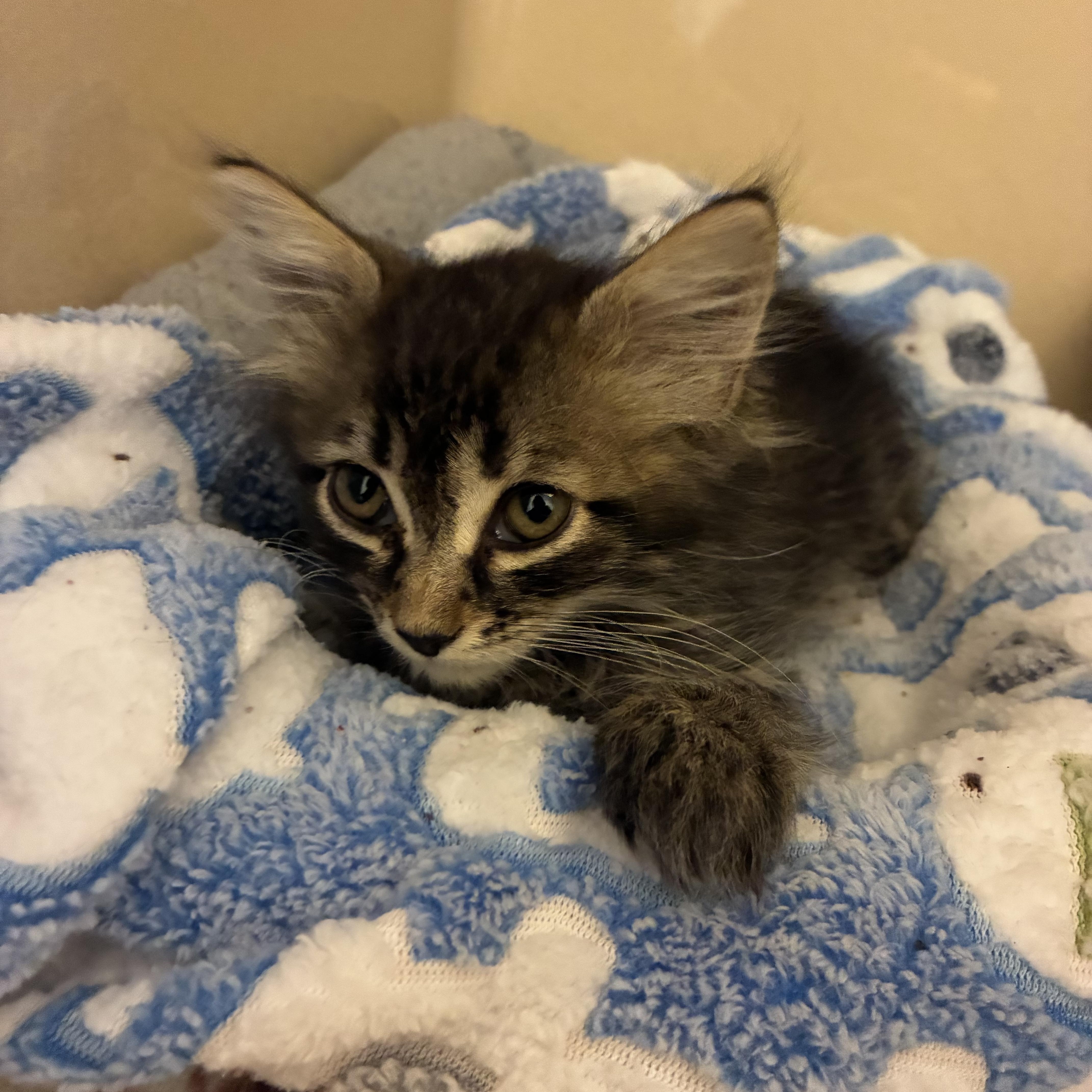 Stray Kitten, ADOPTABLE, Kitten Male Domestic Long Hair.