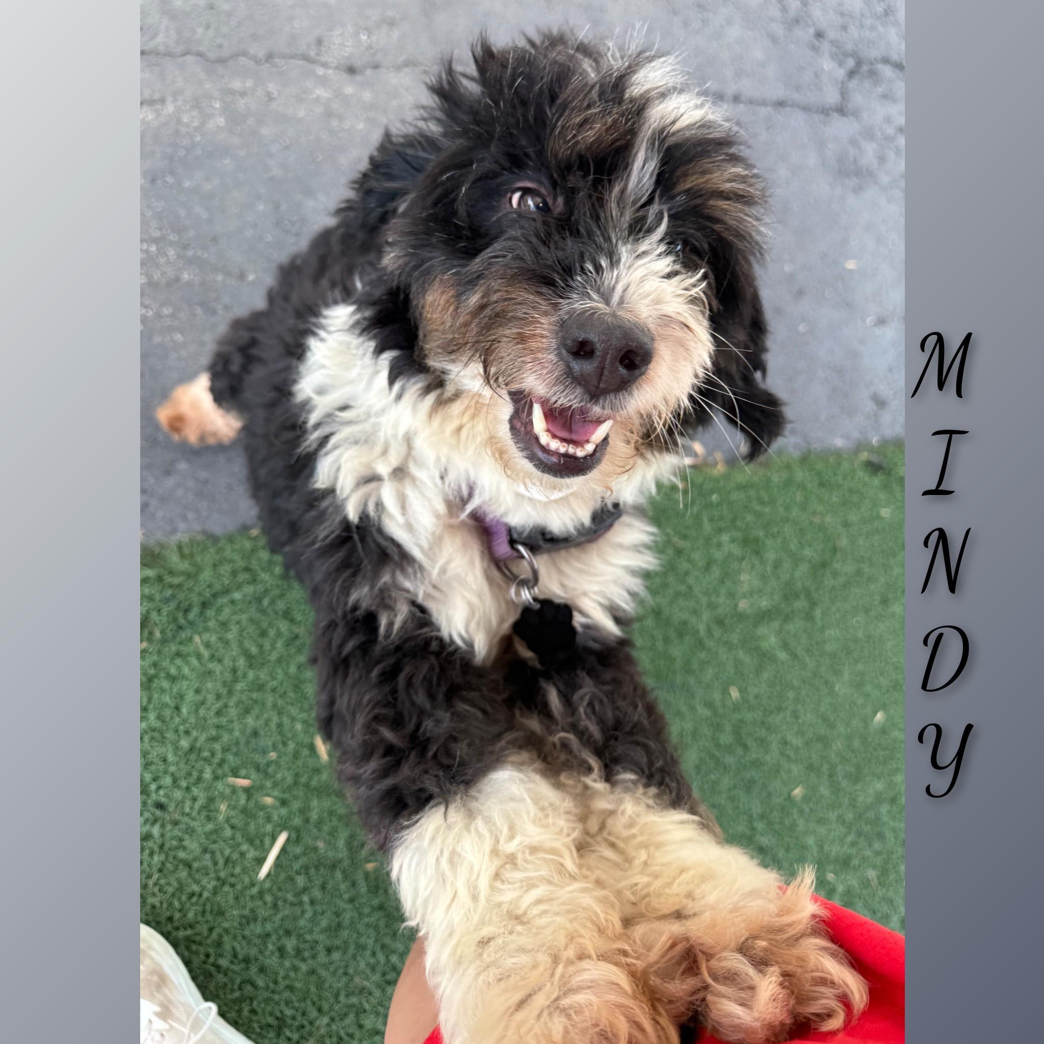 Mindi, an adopted Bernadoodle in Fredericksburg, VA image 4/6
