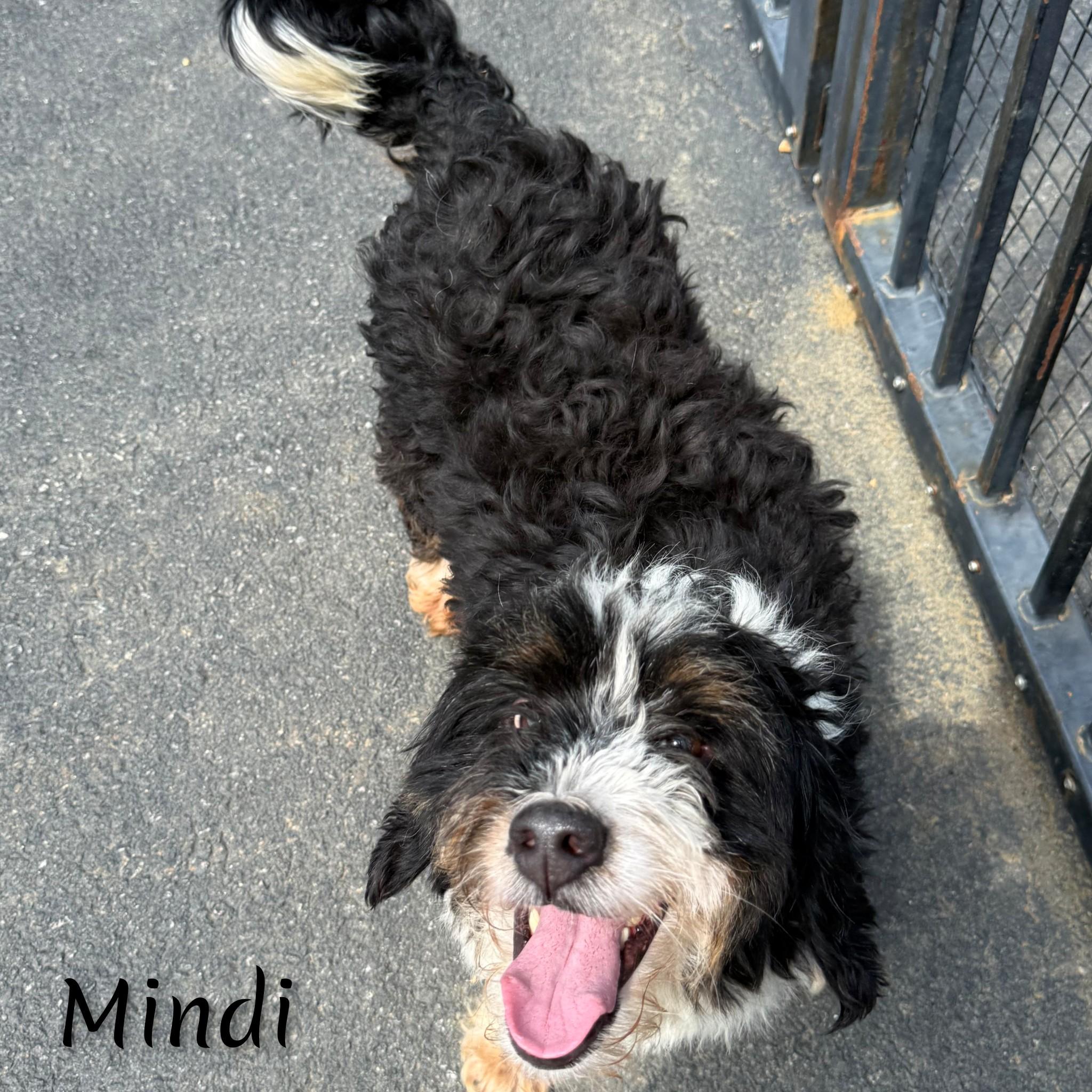 Mindi, an adopted Bernadoodle in Fredericksburg, VA image 5/6