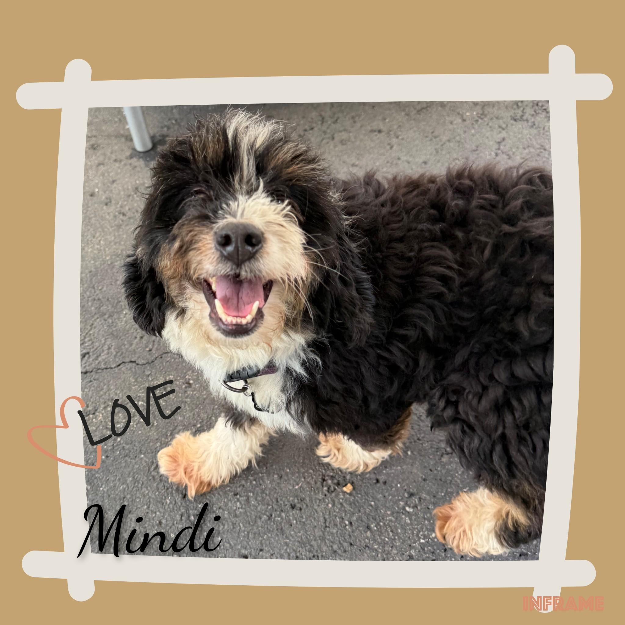 Mindi, an adopted Bernadoodle in Fredericksburg, VA image 2/6