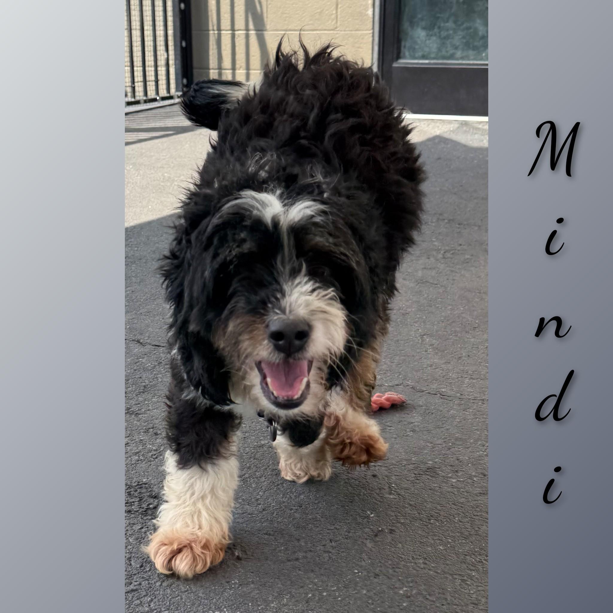 Mindi, an adopted Bernadoodle in Fredericksburg, VA image 3/6