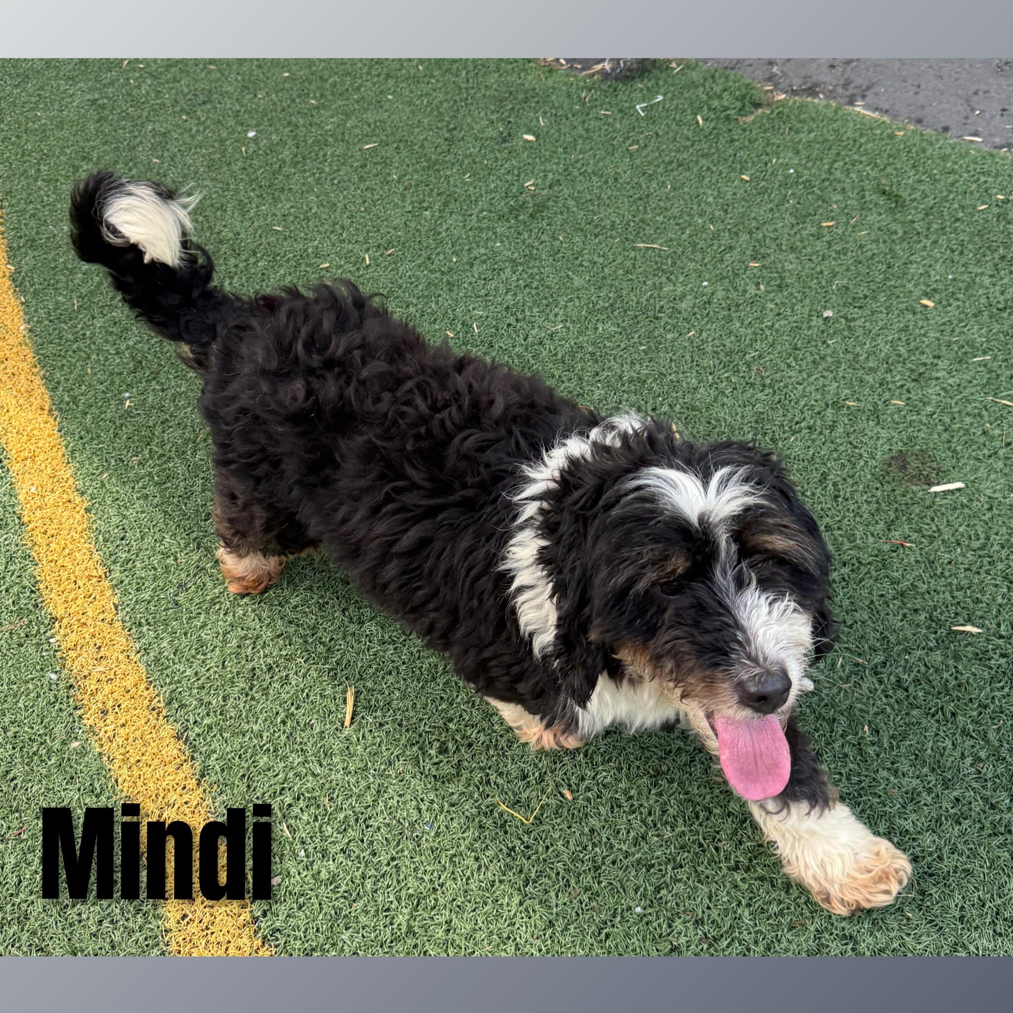 Mindi, an adopted Bernadoodle in Fredericksburg, VA image 6/6