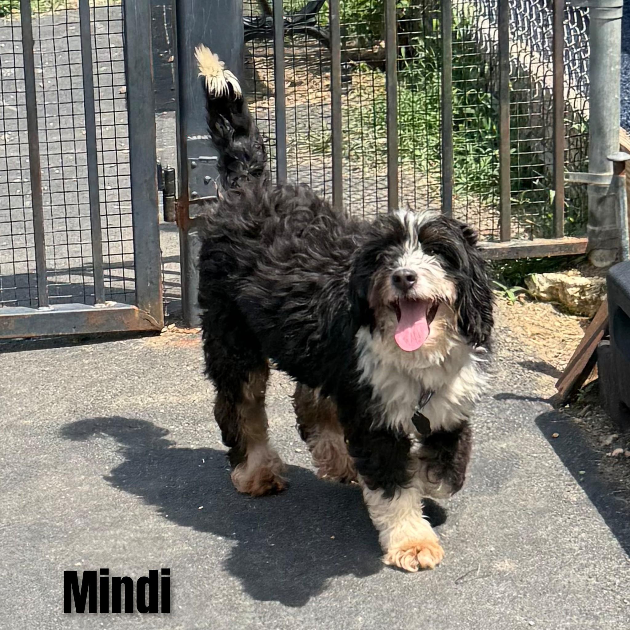 Mindi, an adopted Bernadoodle in Fredericksburg, VA image 1/6