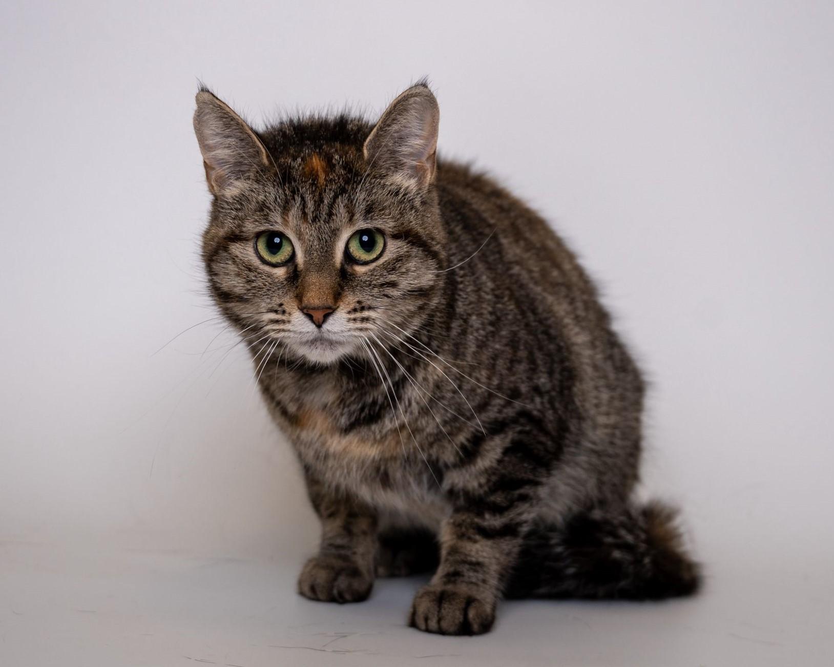 Cher, Adult Female unknown