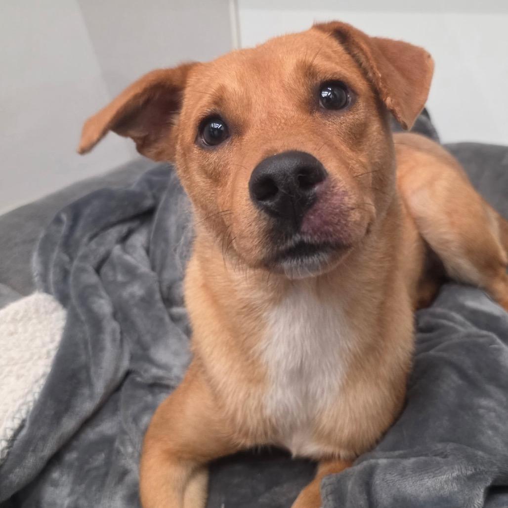 Linger in NH Come Meet our Adoptable Dogs Wednesday-Saturday. More info in Bio, an adoptable mixed breed in Manchester, NH image 2/4