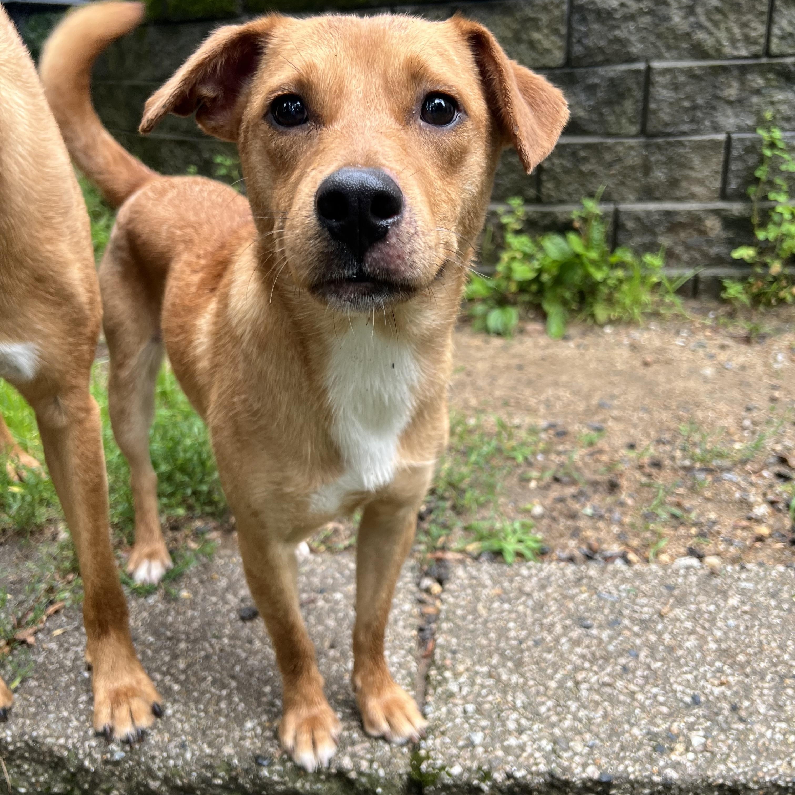 Linger in NH Come Meet our Adoptable Dogs Wednesday-Saturday. More info in Bio, adoptable, Young Female Beagle.