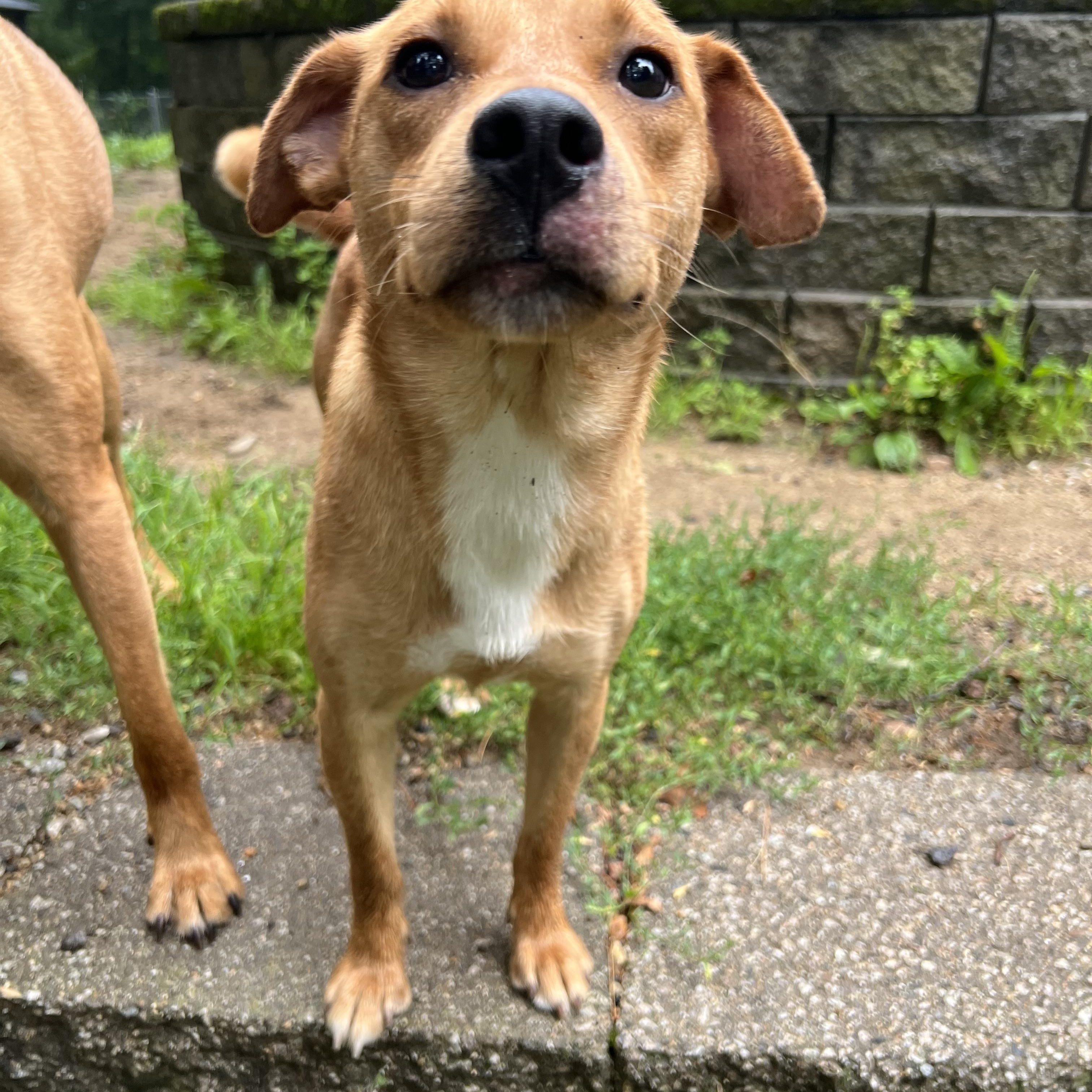 Linger in NH Come Meet our Adoptable Dogs Wednesday-Saturday. More info in Bio, an adoptable mixed breed in Manchester, NH image 4/4
