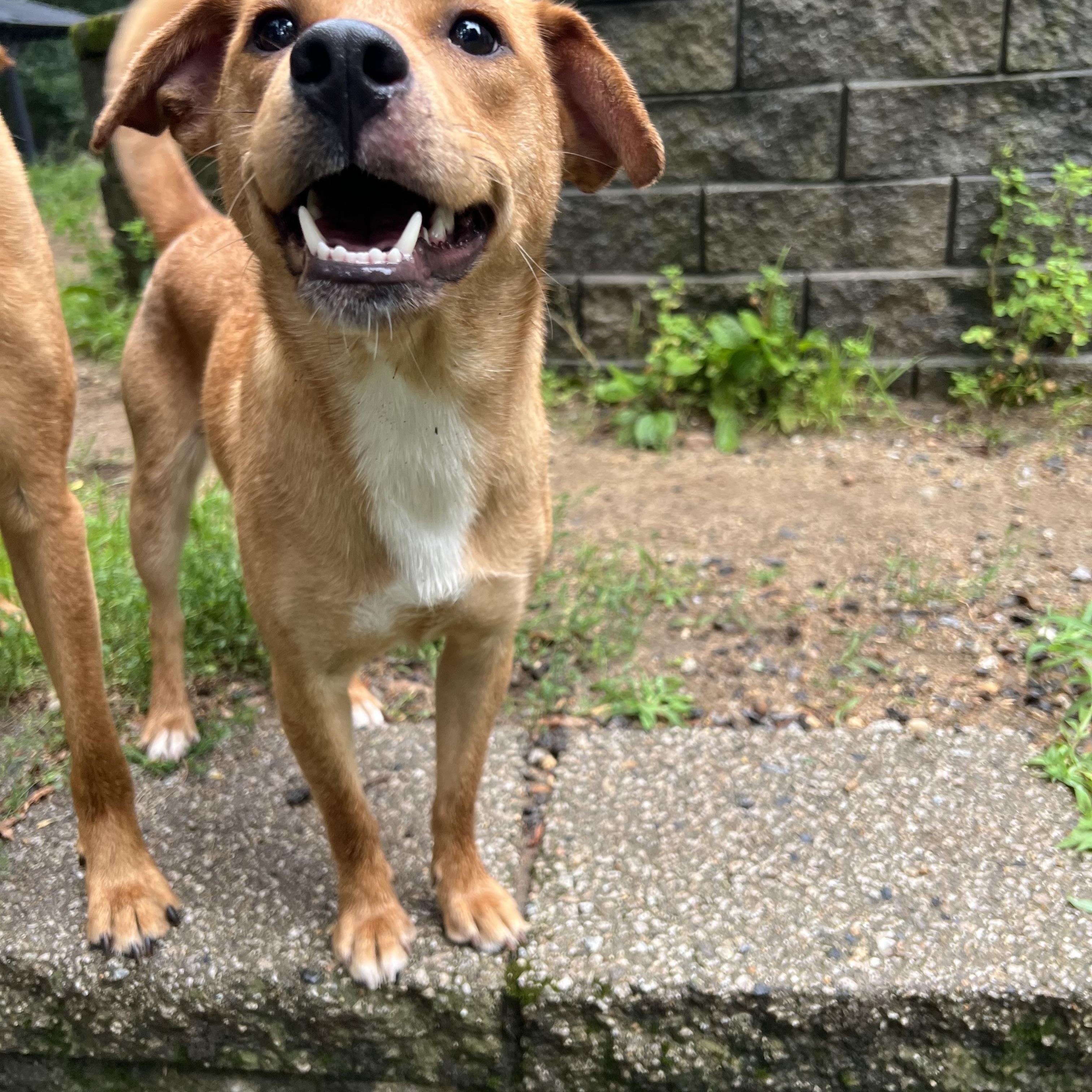 Linger in NH Come Meet our Adoptable Dogs Wednesday-Saturday. More info in Bio, an adoptable mixed breed in Manchester, NH image 3/4