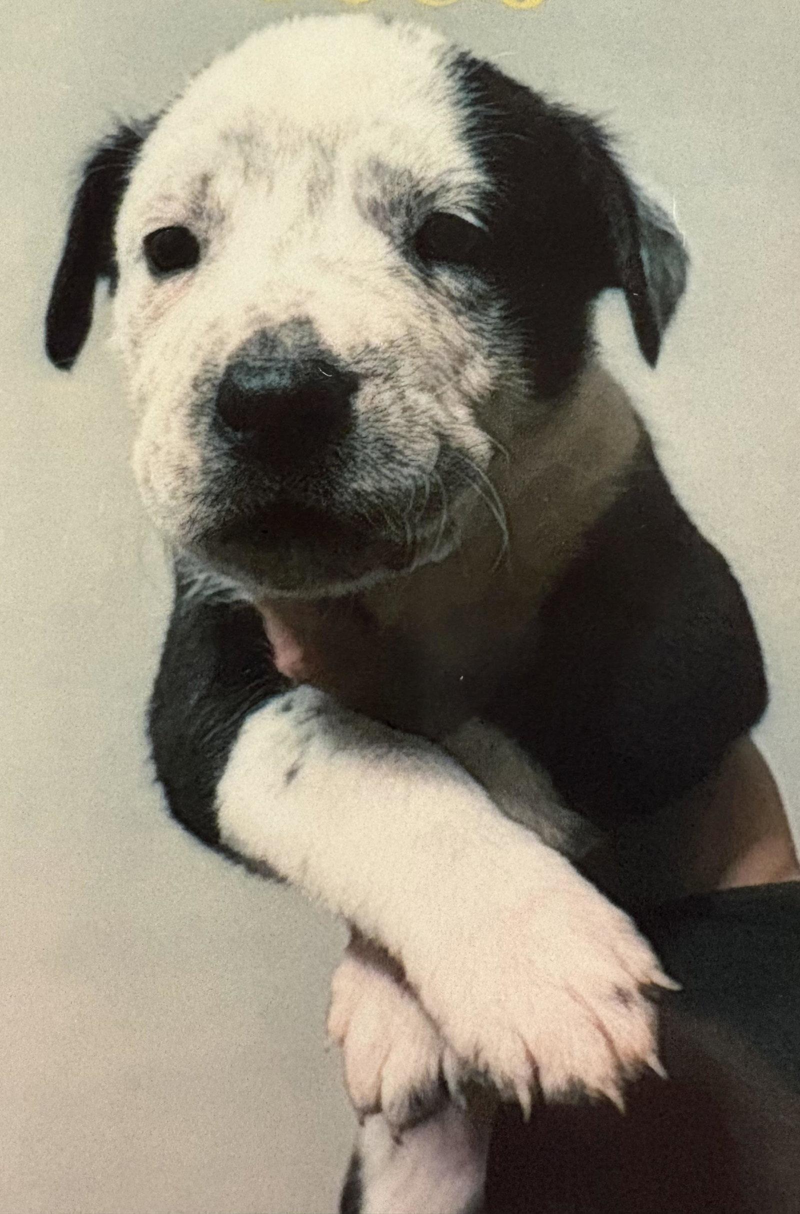 Rico, Adopted, Young Male Pit Bull Terrier & Australian Cattle Dog / Blue Heeler.