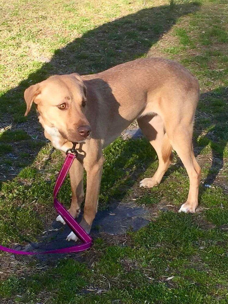 Enlarge Lila (GA), a Adoptable mixed breed in New York, NY image 1/3