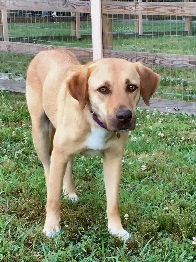 Enlarge Lila (GA), a Adoptable mixed breed in New York, NY image 2/3