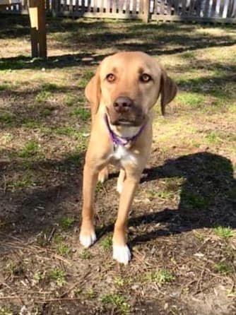 Enlarge Lila (GA), a Adoptable mixed breed in New York, NY image 3/3