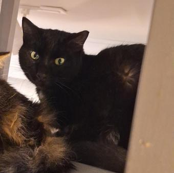 Micky, Adoptable, Adult Male Domestic Short Hair & Domestic Short Hair.