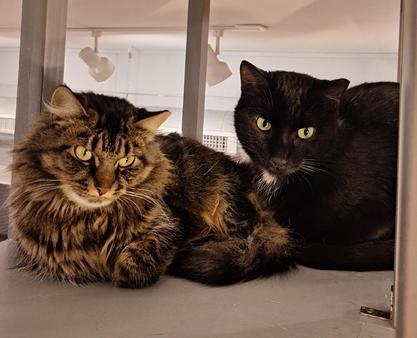 Enlarge Micky, a Adoptable Domestic Short Hair in Cleveland, OH image 2/2