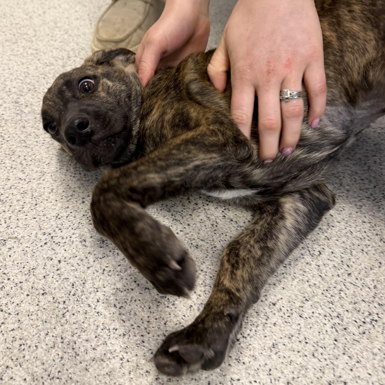 Loretta, an adopted Mixed Breed in Cooperstown, NY image 2/2