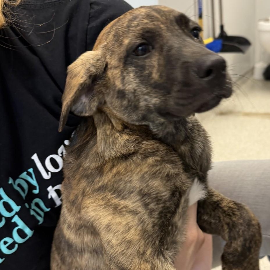 Loretta, an adopted Mixed Breed in Cooperstown, NY image 1/2
