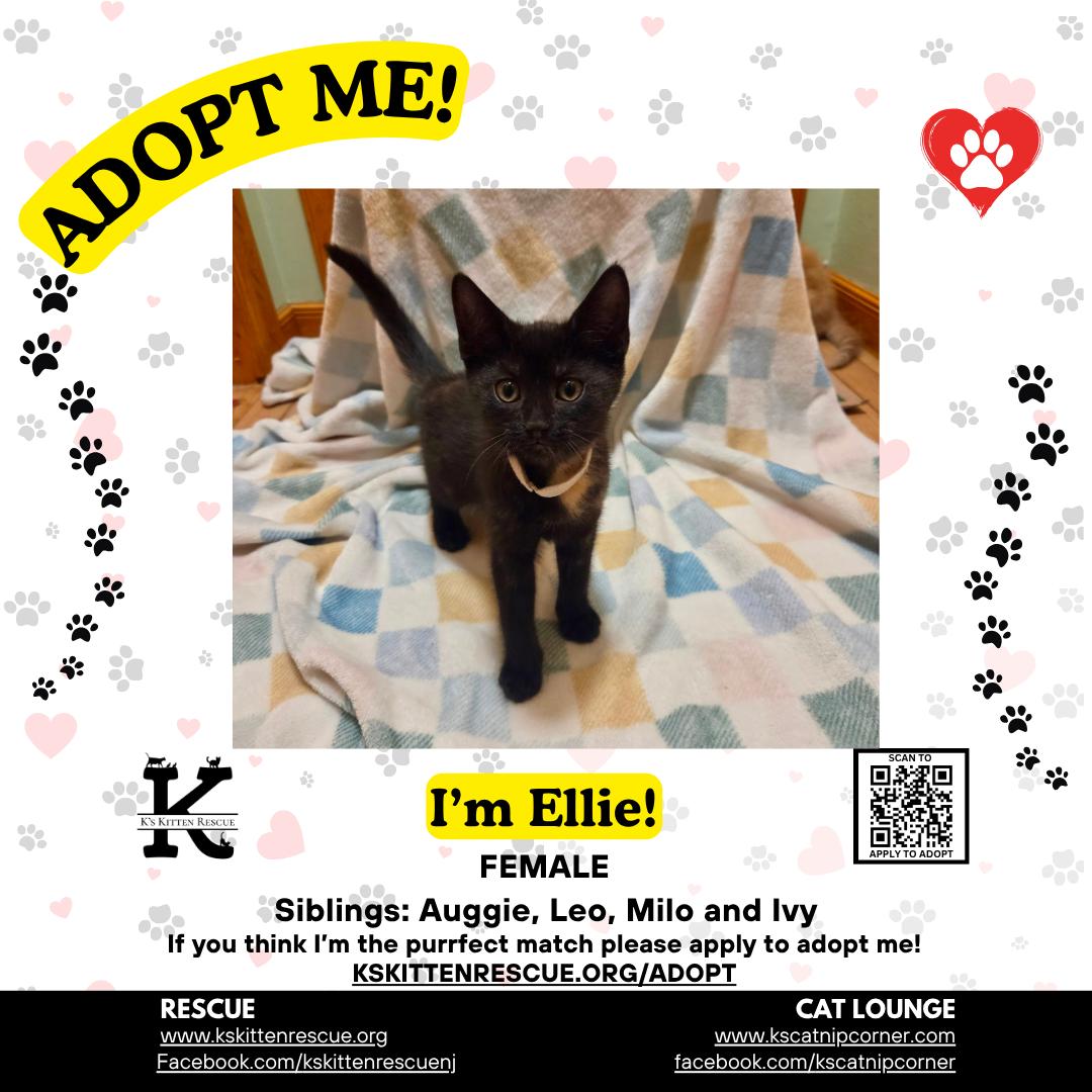Enlarge Ellie, a Adopted Domestic Short Hair in Brick, NJ image 1/1