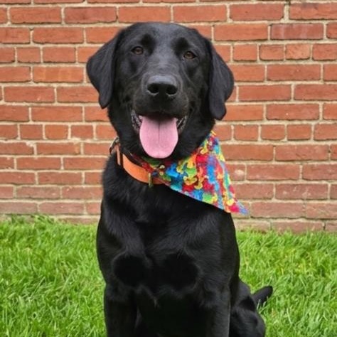 **CHANCE**, Adopted, Adult Male Black Labrador Retriever.