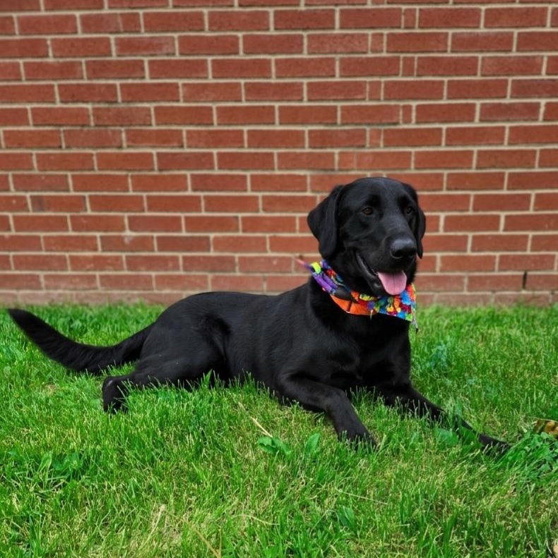 Enlarge **CHANCE**, a Adopted Black Labrador Retriever in North Prairie, WI image 2/3