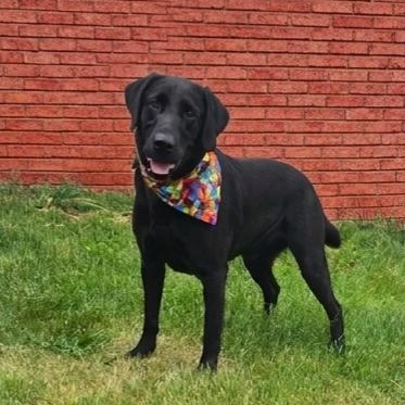 Enlarge **CHANCE**, a Adopted Black Labrador Retriever in North Prairie, WI image 3/3